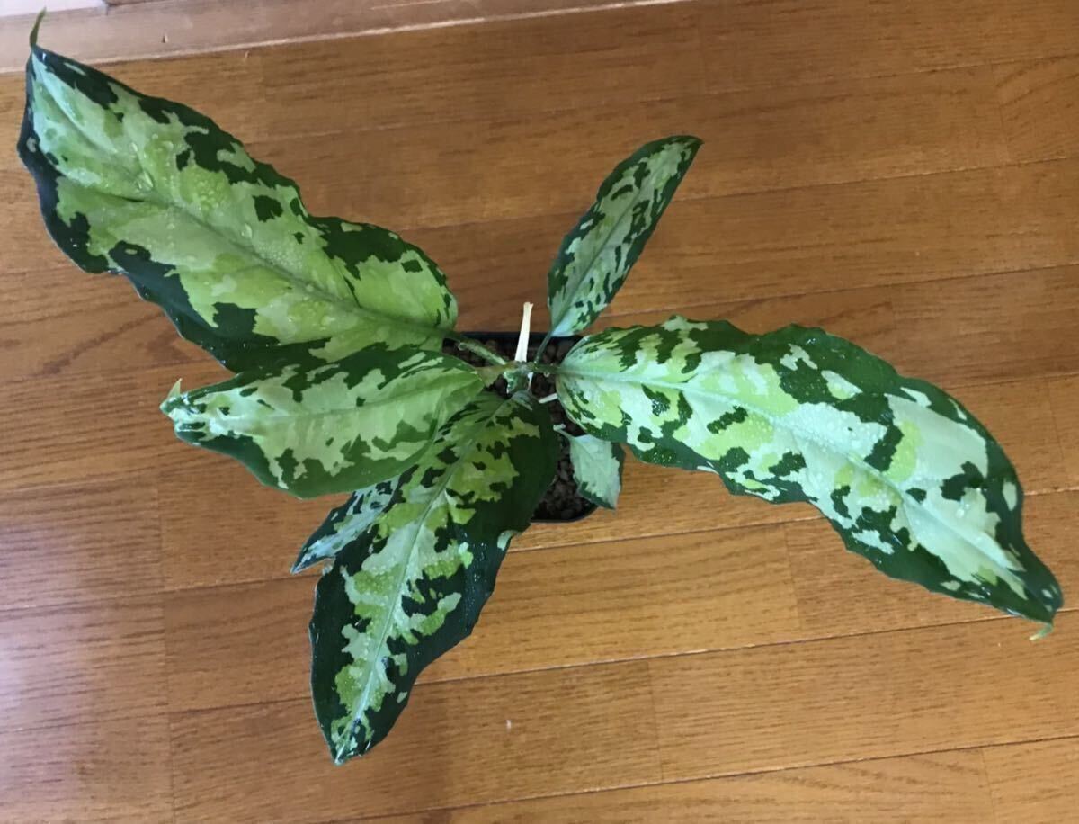 Aglaonema pictumWhite Chariot(白戦車) 1st campur from Sumatra barat【AZ0514-2】アグラオネマ ピクタム　 AZ便