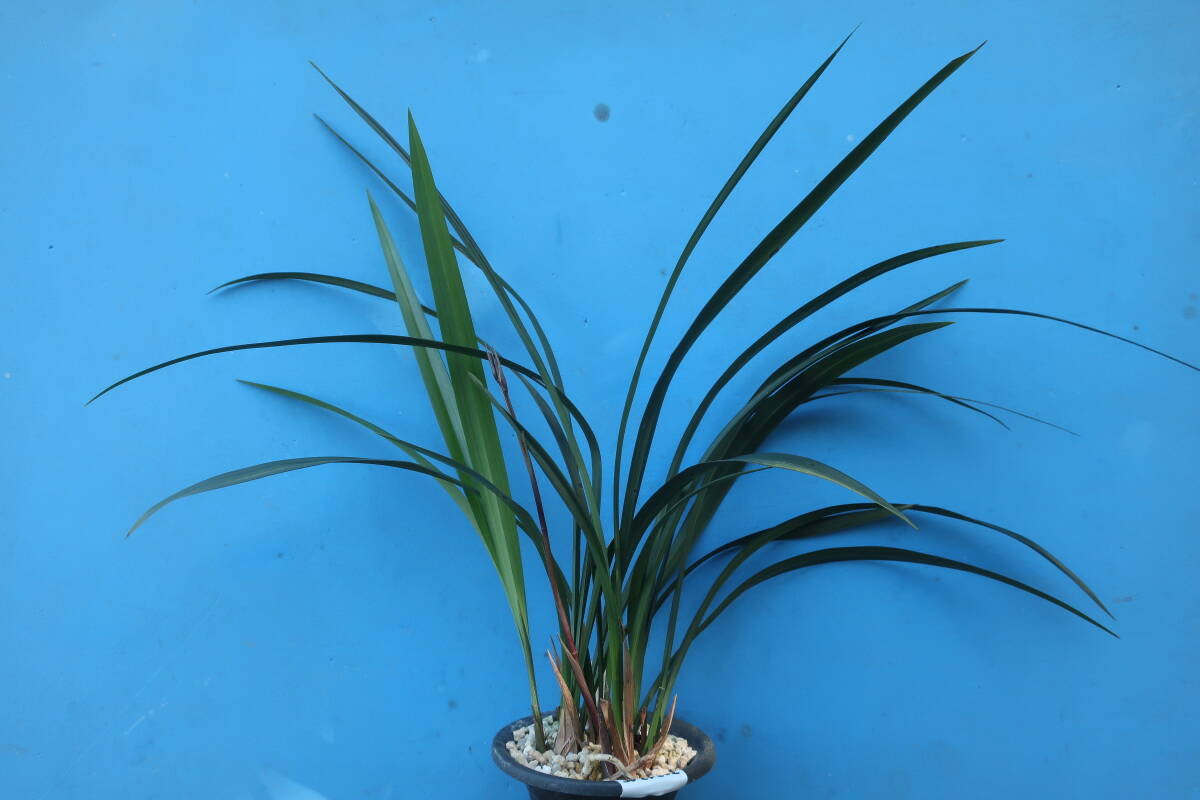 寒蘭-24202　日向の誉×力王　花芽つき　苗　交配種　東洋蘭（春蘭・寒蘭・風蘭・石斛）