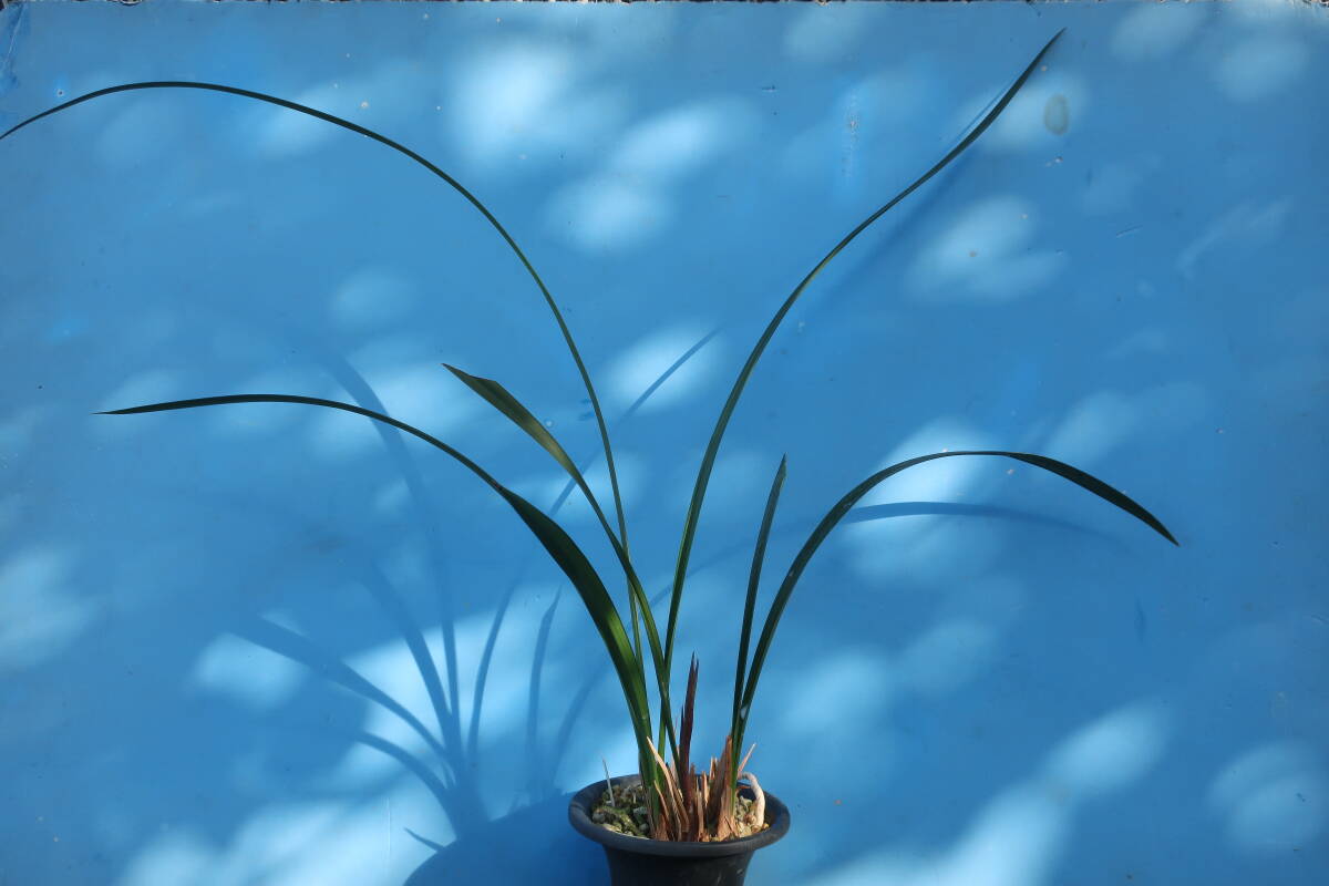 寒蘭-058　36-5H4　日向の誉×力王　苗　交配種 Yahoo!オークション - 寒蘭-16168 日向の誉×力王 花芽あり 苗