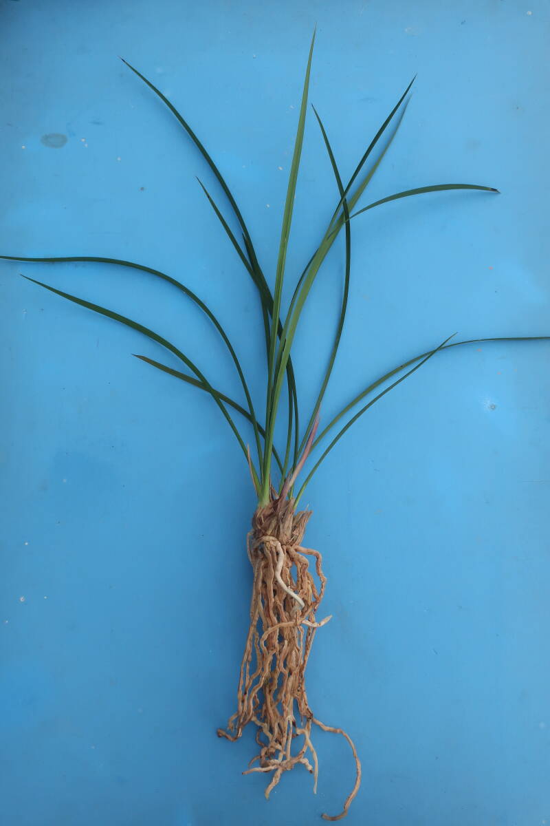寒蘭-22312　黄花×大輪紅花　花芽つき　苗　交配種　東洋蘭（春蘭・寒蘭・風蘭・石斛）