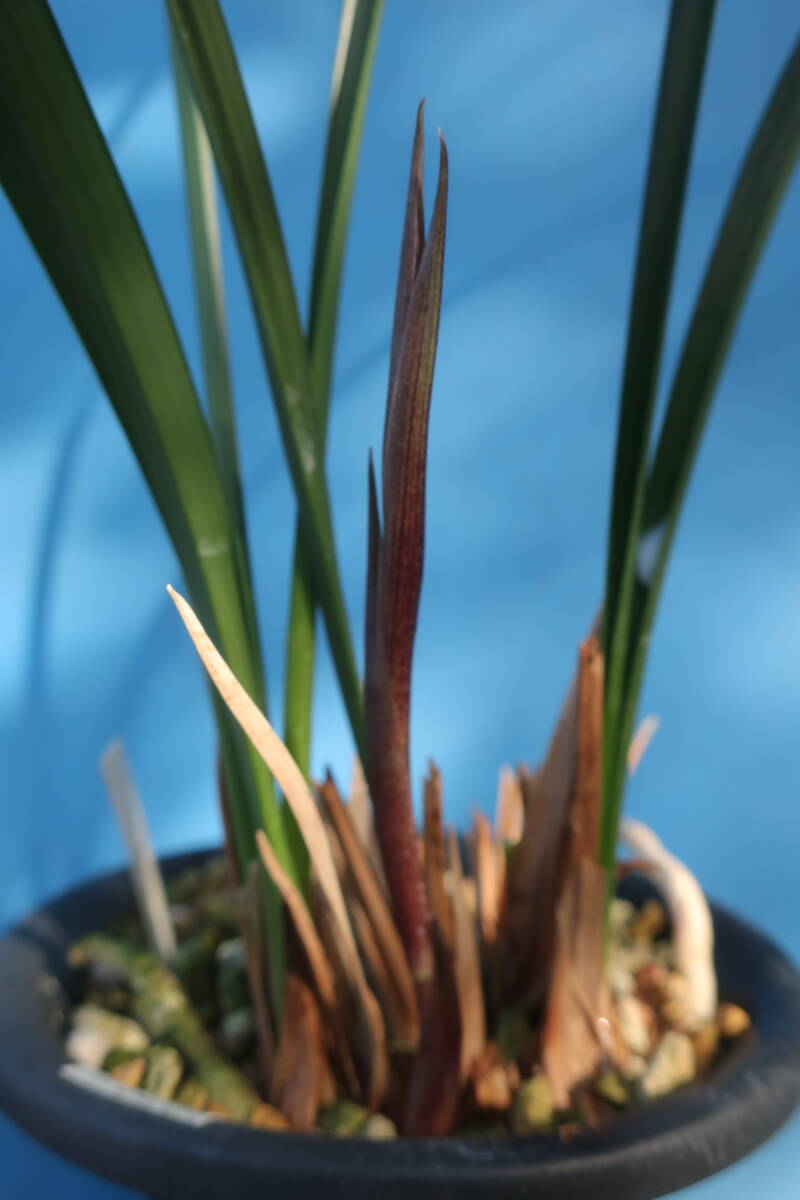 寒蘭-058　36-5H4　日向の誉×力王　苗　交配種 Yahoo!オークション - 寒蘭-16168 日向の誉×力王 花芽あり 苗