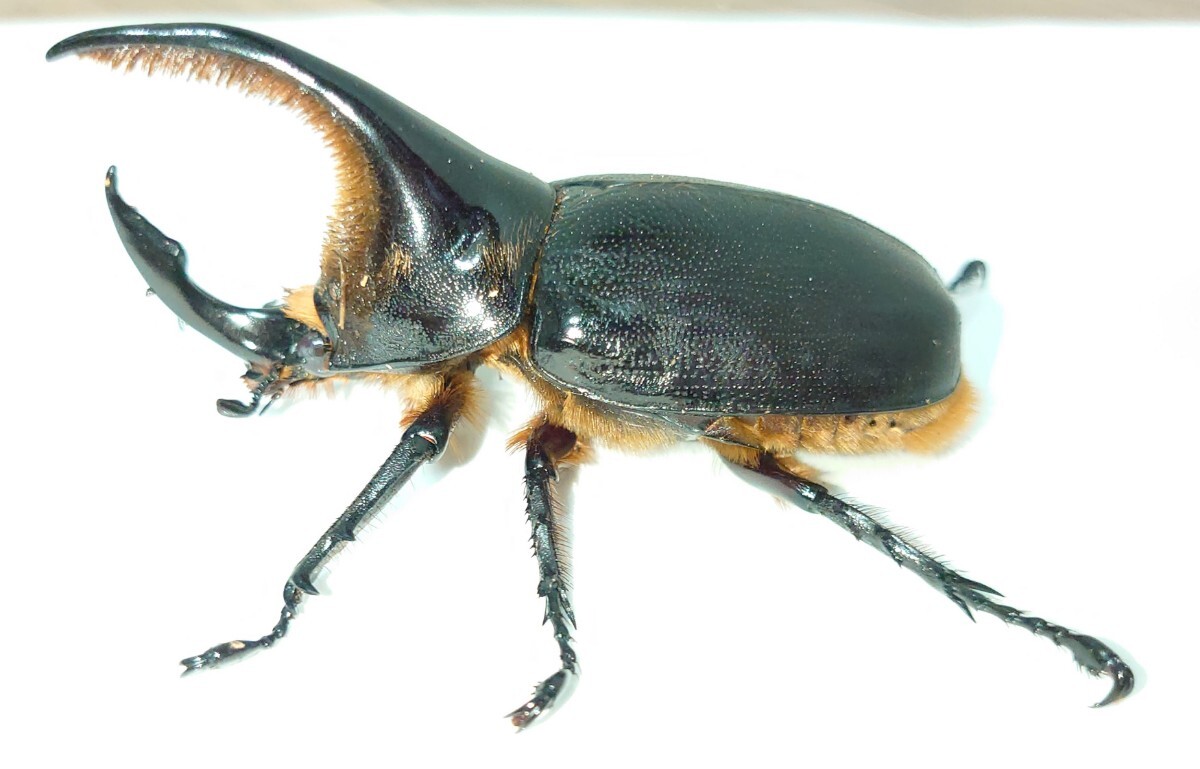 【未使用・即ブリ】サタンオオカブト ♂単品 90 mm