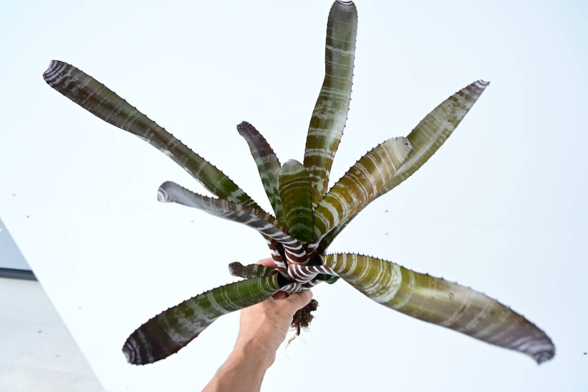 Aechmea chantinii 'Black Ebony' @bikamori.com エクメア Aechmea chantinii 'Black Ebony' @bikamori.com エクメア