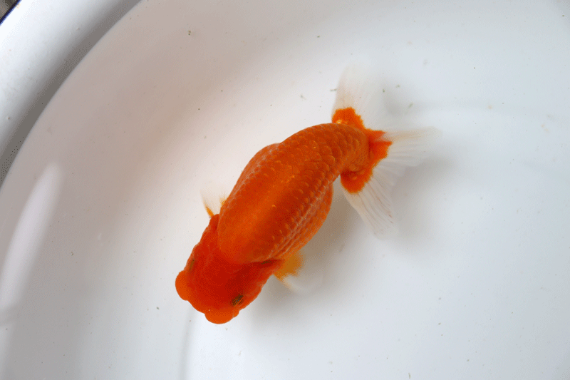 ★優良系統★　　当歳　 約11.5cm　オス　■R25