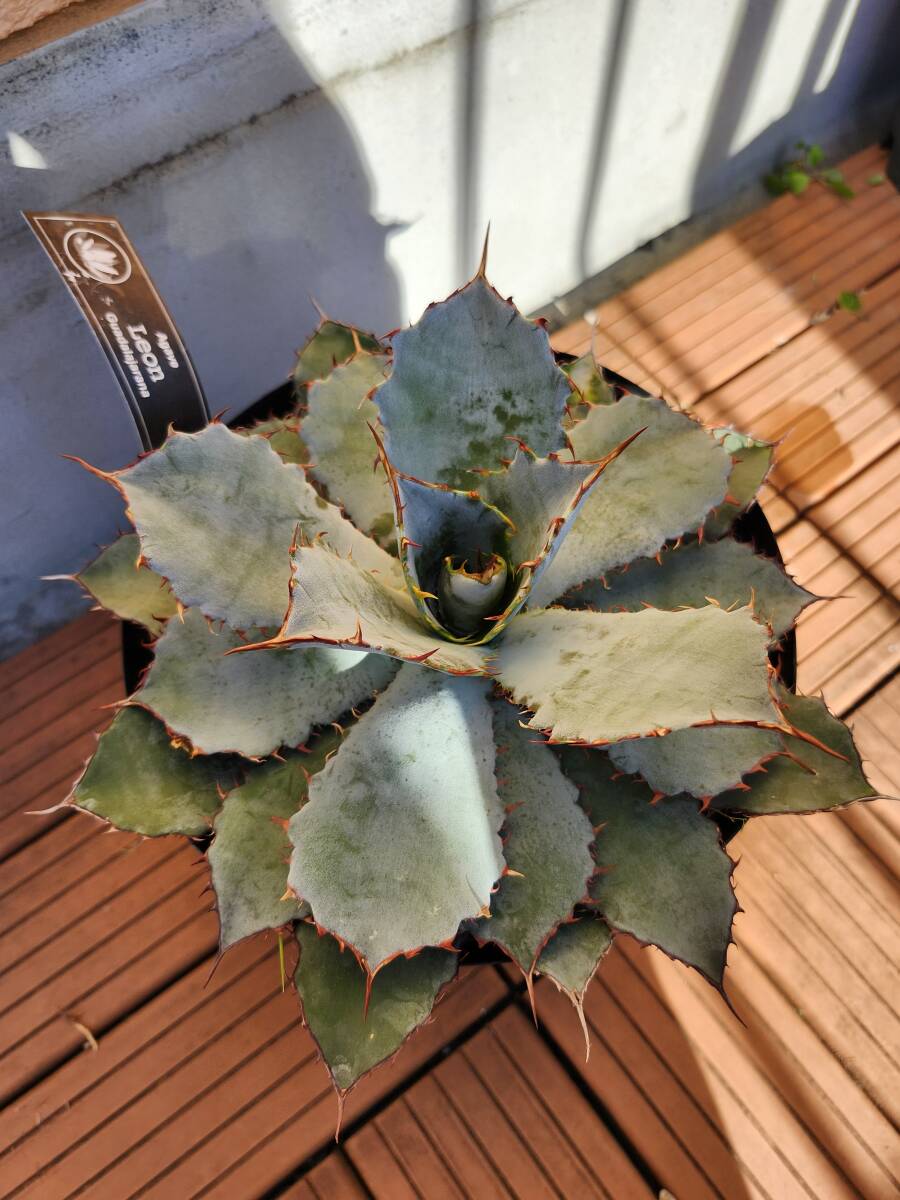 アガベ・グアダラハラナ レオン 美株! - 観葉植物 アガベ・グアダラハラナ レオン 美株! - 観葉植物