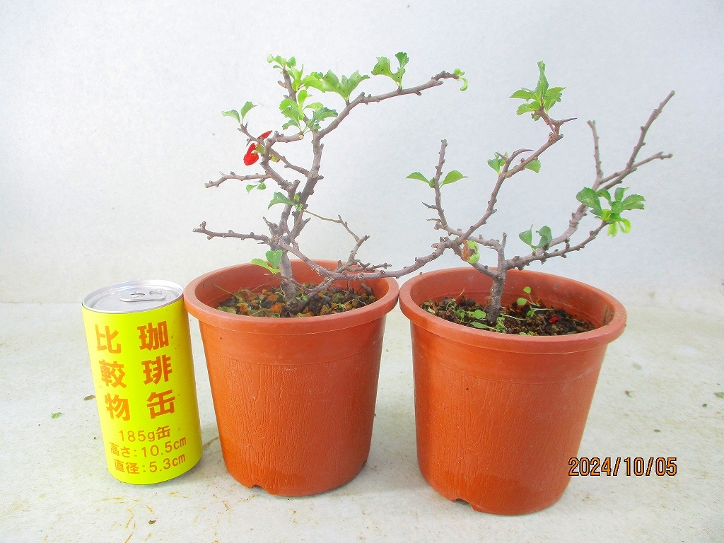 [讃岐屋緑兵衛] 長寿梅 赤花 2点組 (10475茶丸プラ鉢)全高：25㎝※同梱包は「まとめて取引」手続厳守※送料明記＊説明必読