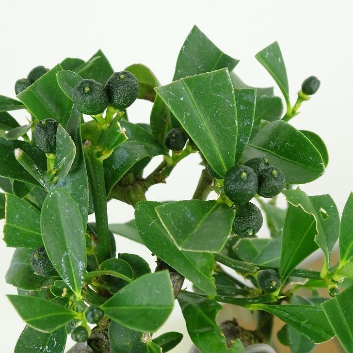 item_image_7