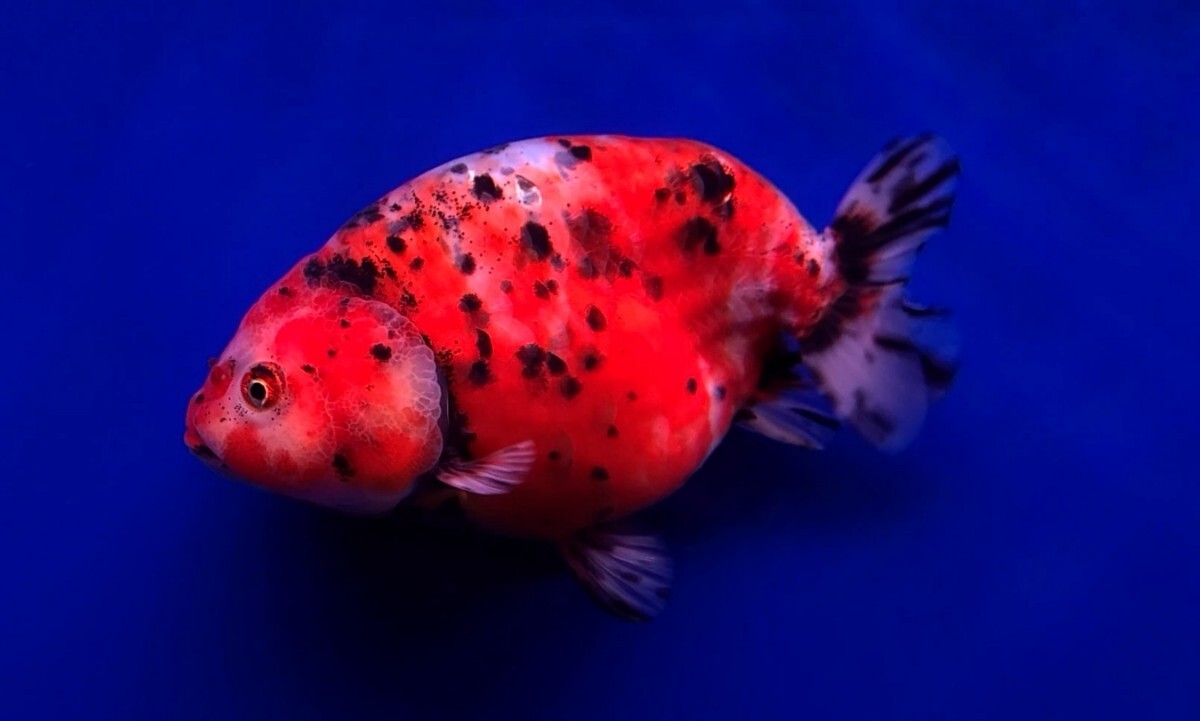 激かわ！ 　ビッグサイズ おむすびランチュウ 墨三色 　14cm± 　 保証有り 獅子頭 A2