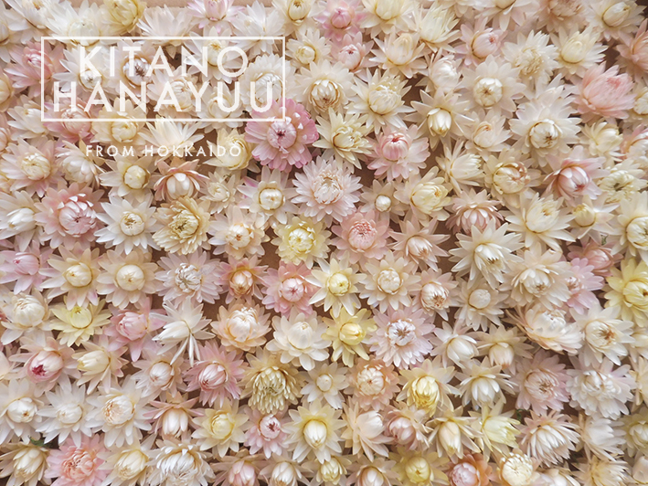 ▲▲▲北の花遊▲▲▲淡色貝細工ヘッド１３０個 k-23