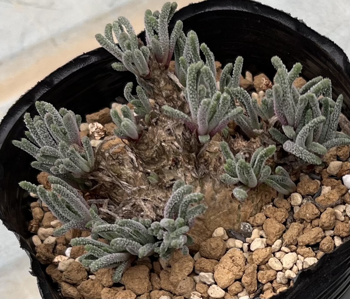 フィロボルス　Phyllobolus amabilis 　(2021年実生苗) 　5枚目参考画像（実生苗は塊根が大きく育ちます）