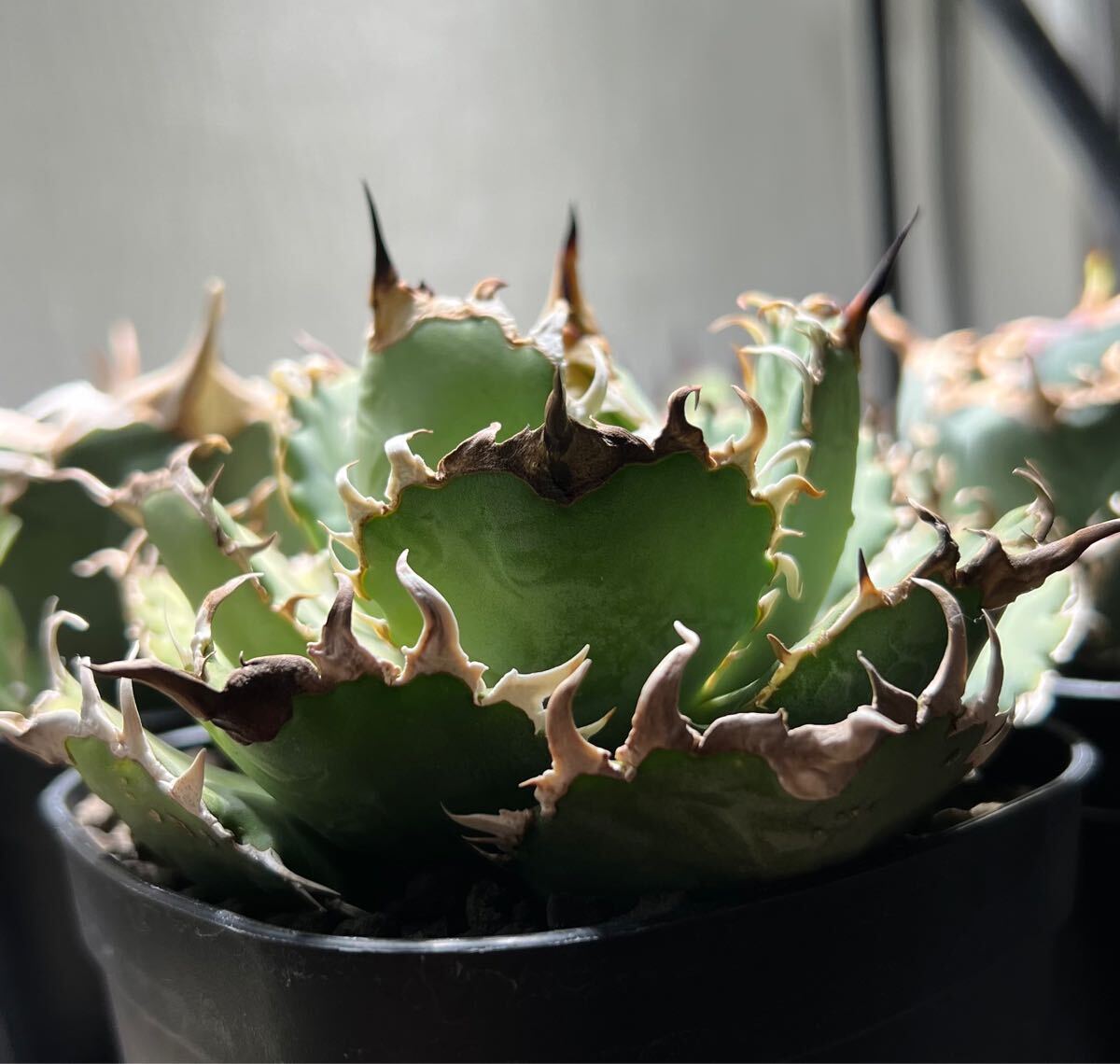 アガベ　チタノタ「フィリグリー」 Agave titanota”Filigree” 大株　親株【鉢ごと発送】