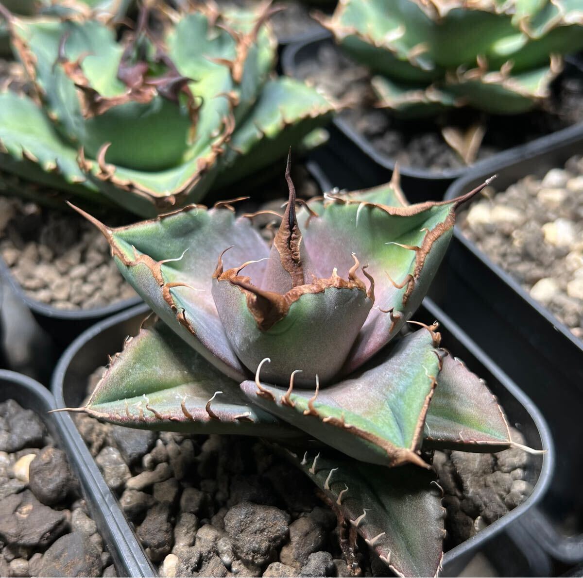 アガベフィギュア６個セット アガベフィギュア6個セット