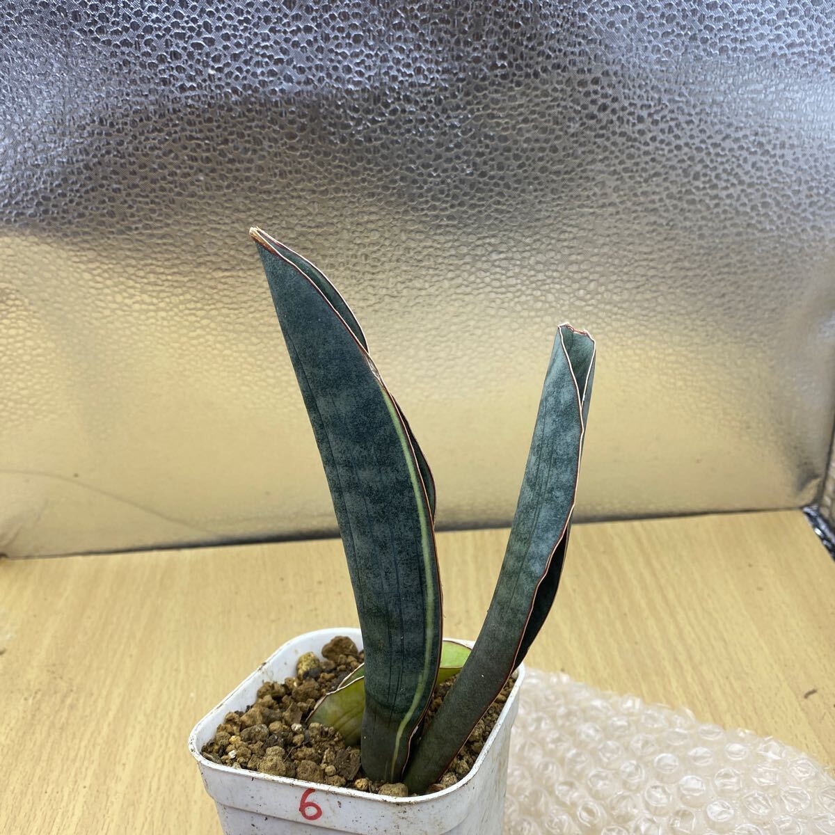 サンスベリア　スーパー ピンク　sp. R2470 斑入りSansevieria sp. R2470 Super Pink Variegated