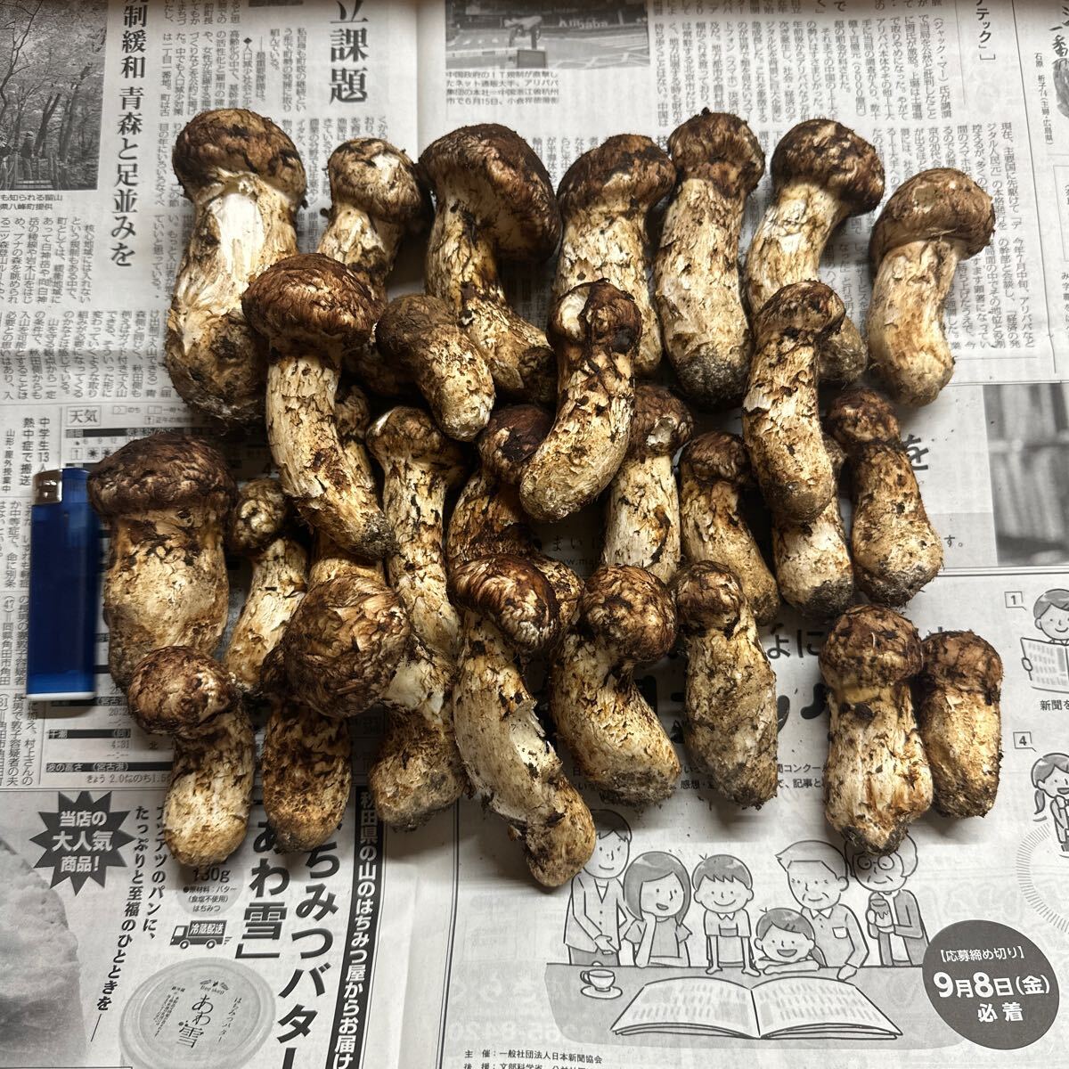 54 国産天然松茸 本日採取 マツタケ