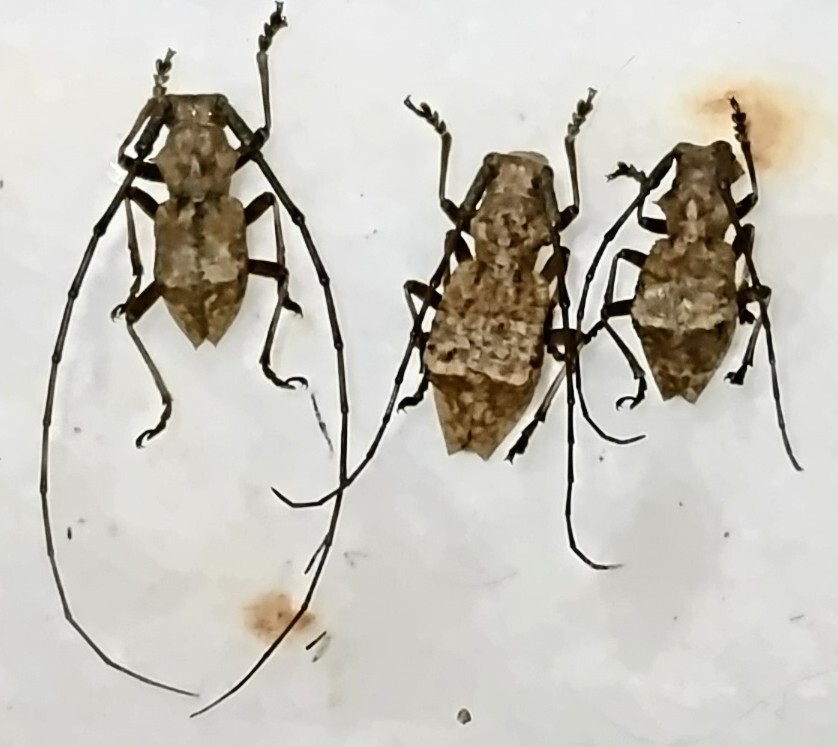 採れたて！未展脚品標本。イワワキセダカコブヤハズカミキリ ハイブリット気味 ♂+2♀ 17mm (山梨県芦川村)