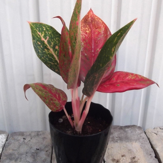 現物出品【アグラオネマ・レッドワークス＊Aglaonema】４号　　