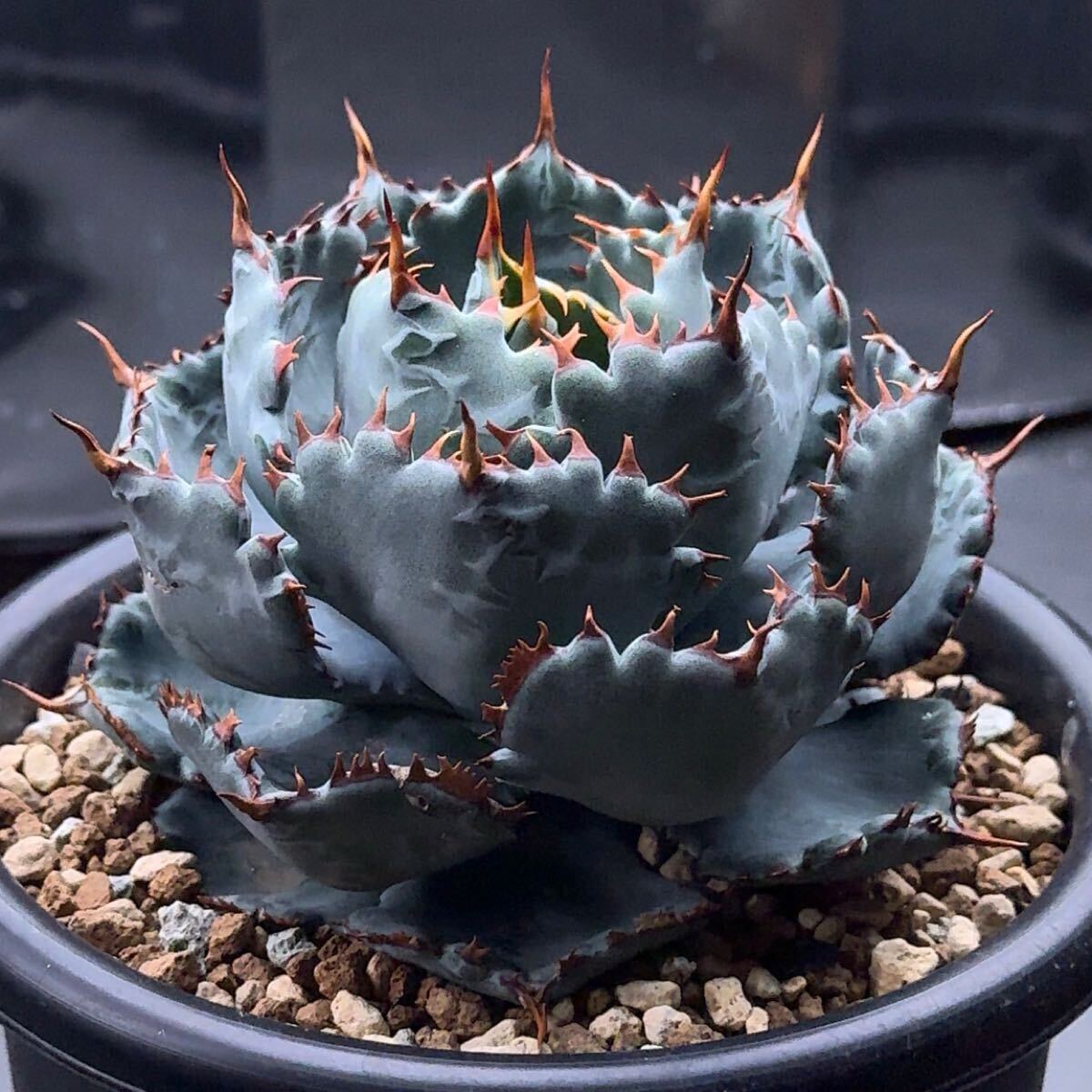 FK PLANTSã Agave hybrid ÂŽå§«è è¹ÂŽ ïŒåæ ªïŒã¢ã¬ã ãã€ããªãã ÂŽå§«è è¹ FK PLANTSã Agave hybrid ÂŽå§«è è¹ÂŽ ïŒåæ ªïŒã¢ã¬ã ãã€ããªãã ÂŽå§«è è¹