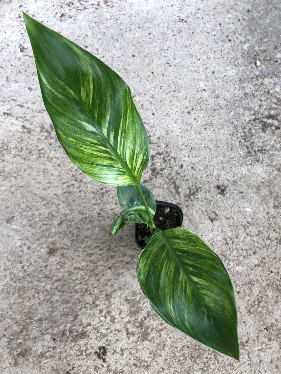 【みどりの倉庫】ストレチア　ニコライ　極上斑入り個体