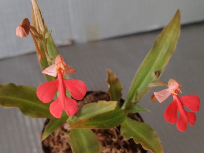 原種ハベナリア・ロドケイラレッド 2本立開花中★洋蘭・ハベナリア・サギ草・山野草・サギソウ