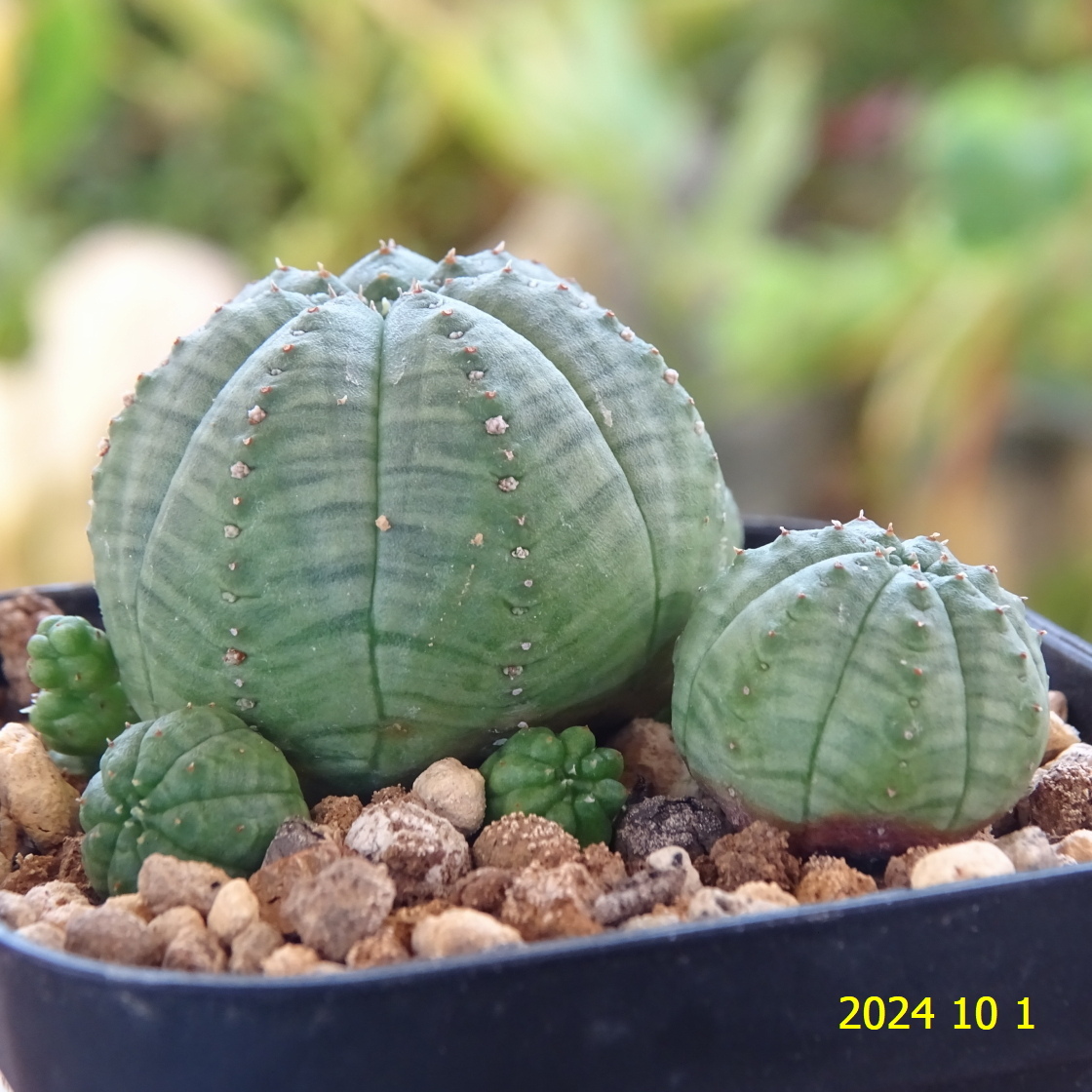 G302 多肉植物 ユーフォルビア【 オベサ シンメトリカ 】検索/ハオルチア/エケベリア/コノフィツム/リトープス