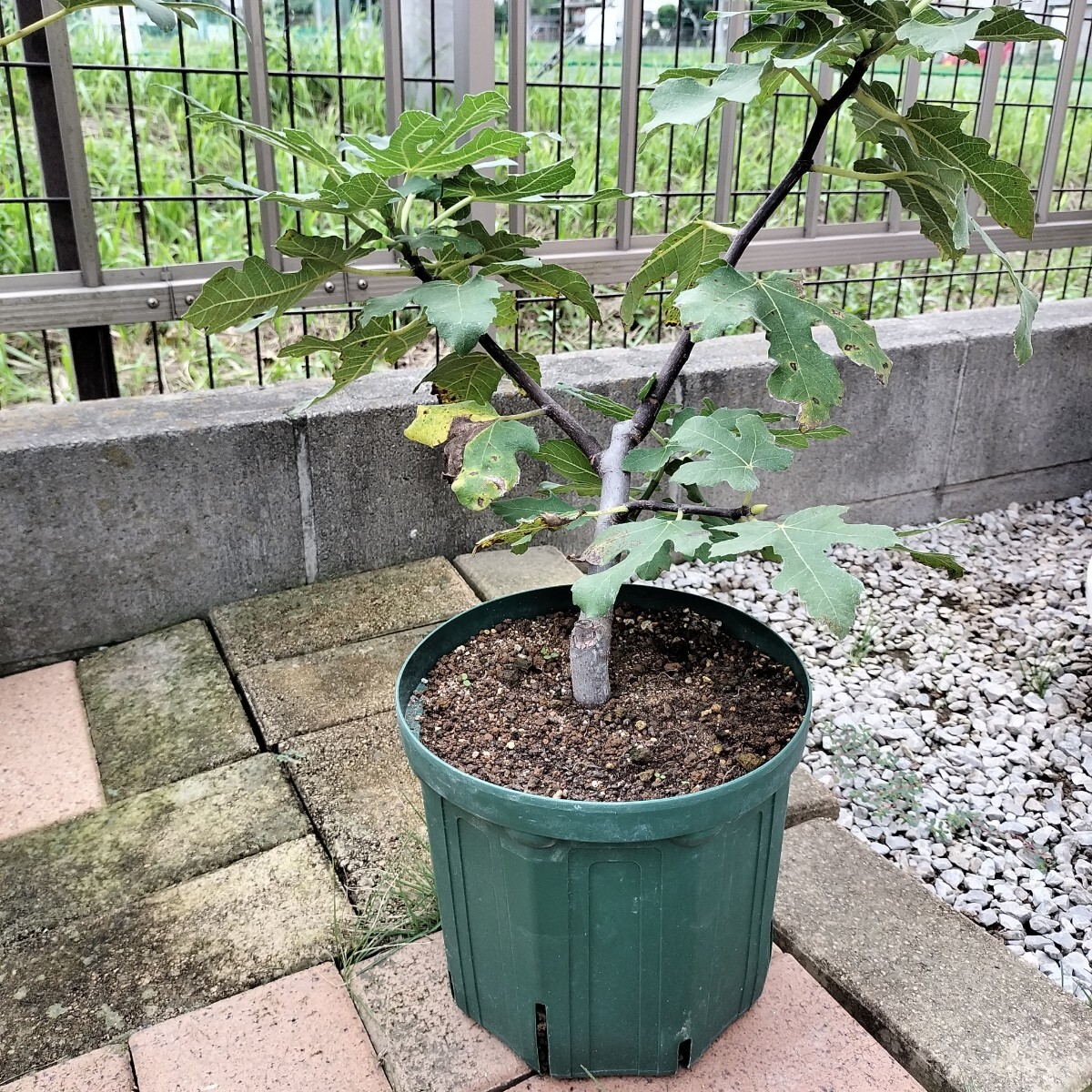 ロングドゥート（バナーネ）　2年生苗