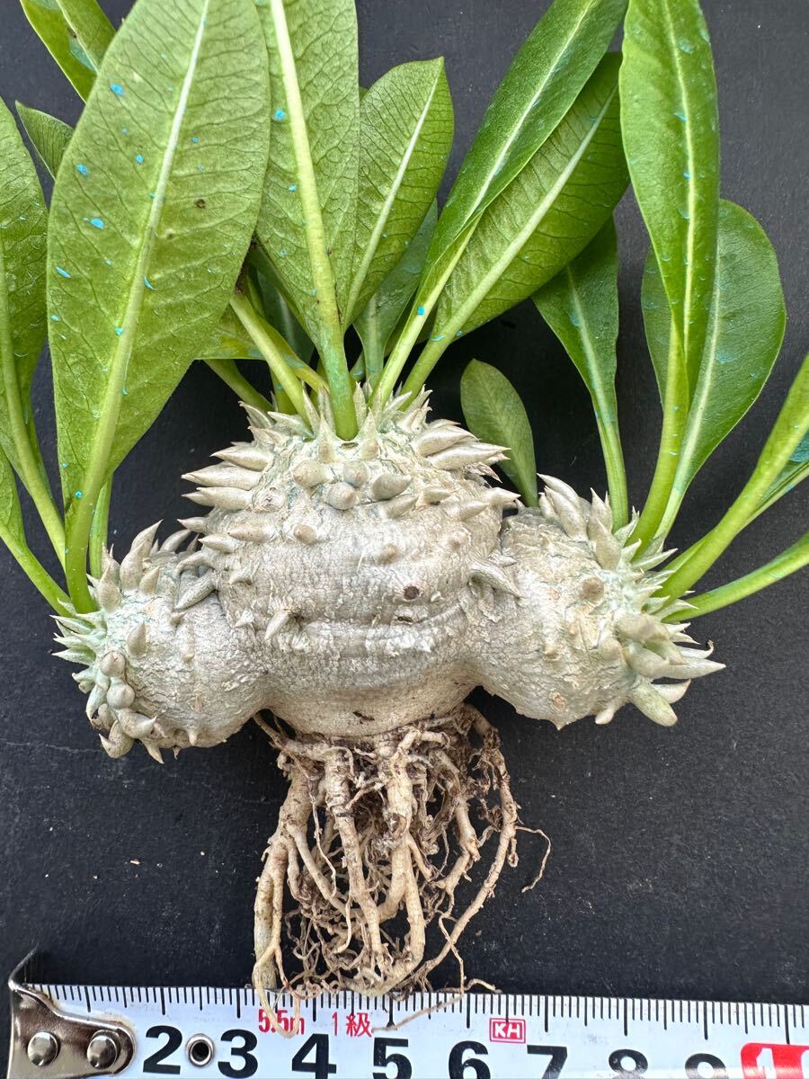 No.600 特選Pachypodium brevicaule パキポディウム　恵比寿笑い 実生株　コーデックス塊根植物 限定株