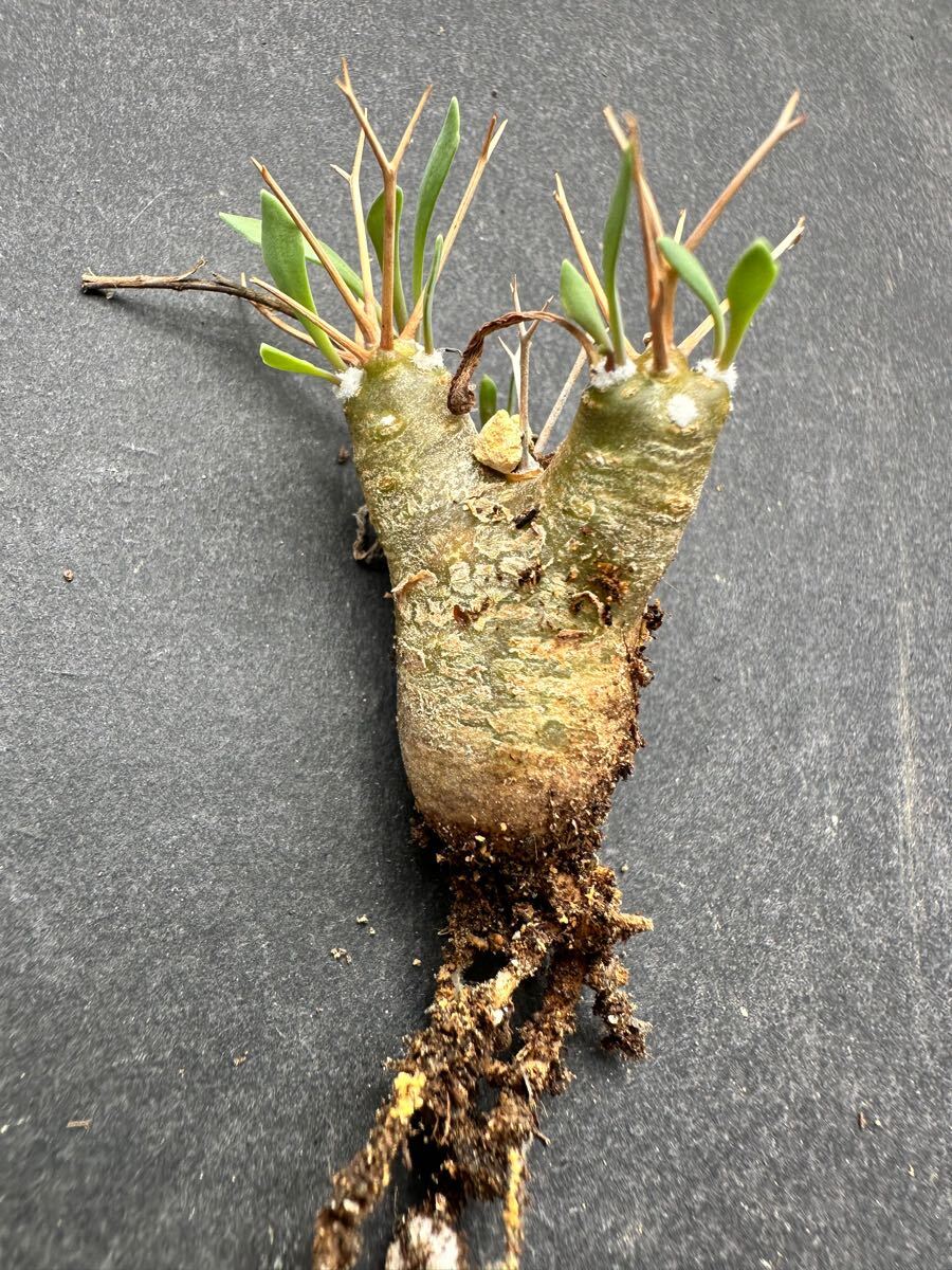 No.697 特選 多肉植物 オトンナ　ユーフォルビオイデス　黒鬼城　Othonna euphorbioides 