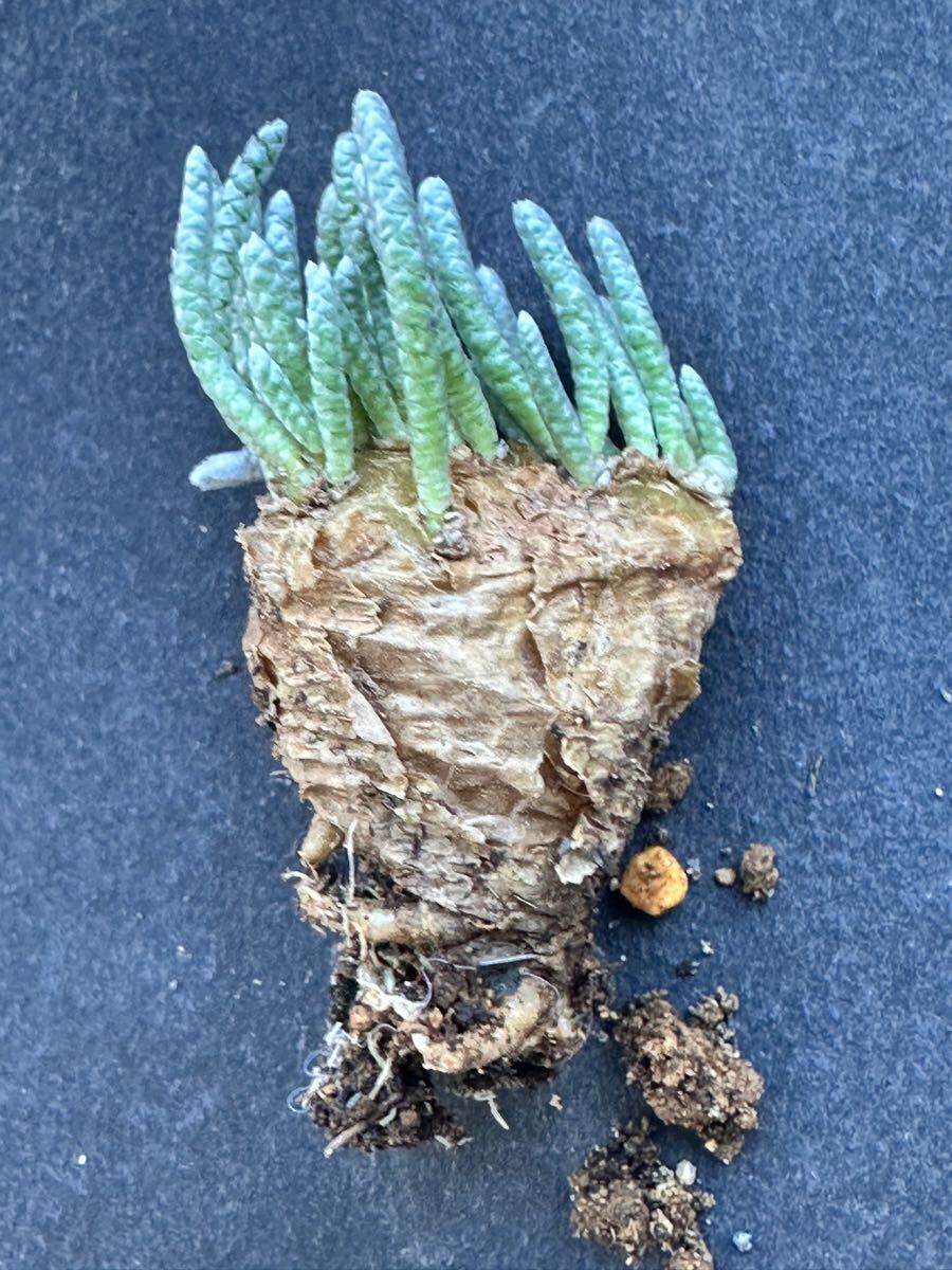No.729 特選 Avonia　アボニア quinaria ssp. alstonii うつぼ錦 赤花　多肉植物　