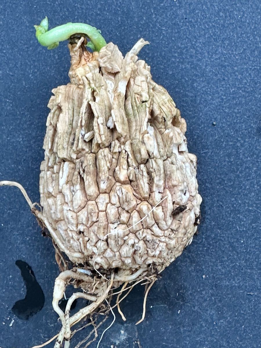 No.870 特選 塊根植物 マテレア シクロフィラ Matelea cyclophylla 限定特大株