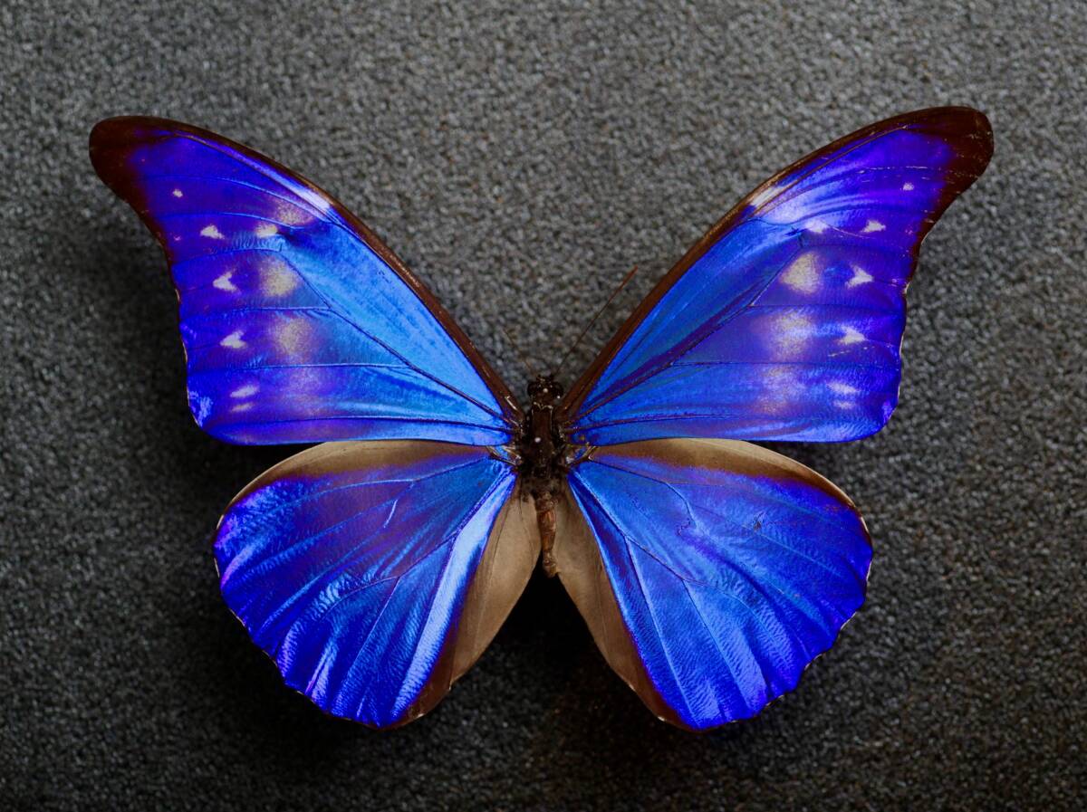 ■外国産蝶標本　 カキカモルフォ f. paradisiacaＡ-♂ ペルーフニン県産 　野外採集品
