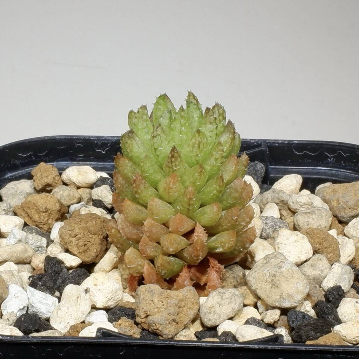 （２４−１０６５）ハオルチア ナユタ H. nayuta n.n. (Reticulata)， RIB0457， Bosfontein， SE of Worcester