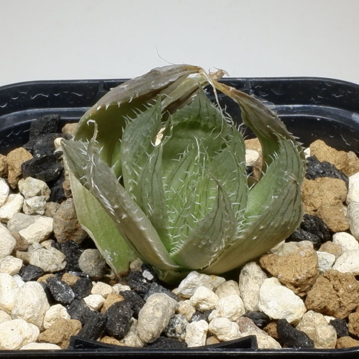 （２４−１０６０）ハオルチア ルファ H. rufa n.n. (Pringlei)， IB07000， Bruintjieshoogte， Somerset East to Pearston