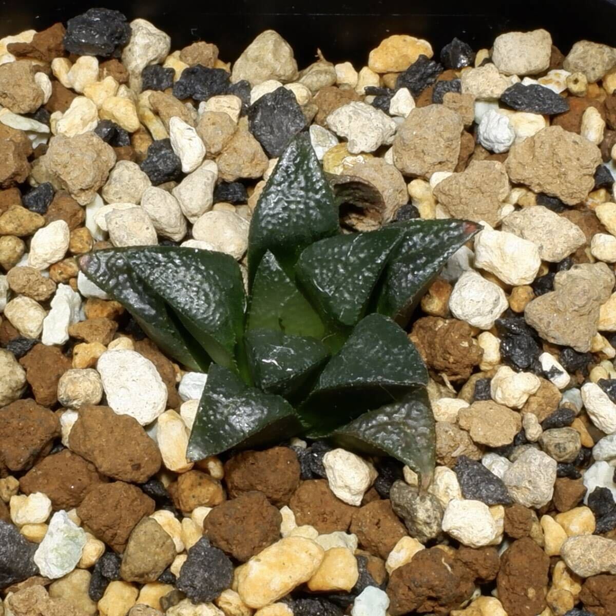 ハオルチア H. atrofusca affinis， MBB7706， Uitvlug