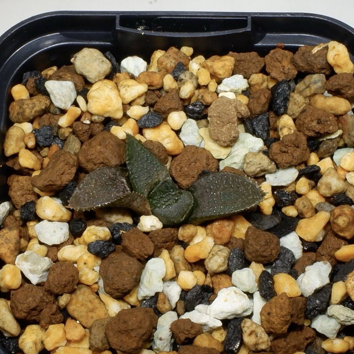 機動戦士ガンダム 逆襲のシャア 公式記録全集 -BEYOND THE TIME- 2柄セット【L】形態安定 ワイシャツ 白×黒ストライプシャツ＆白