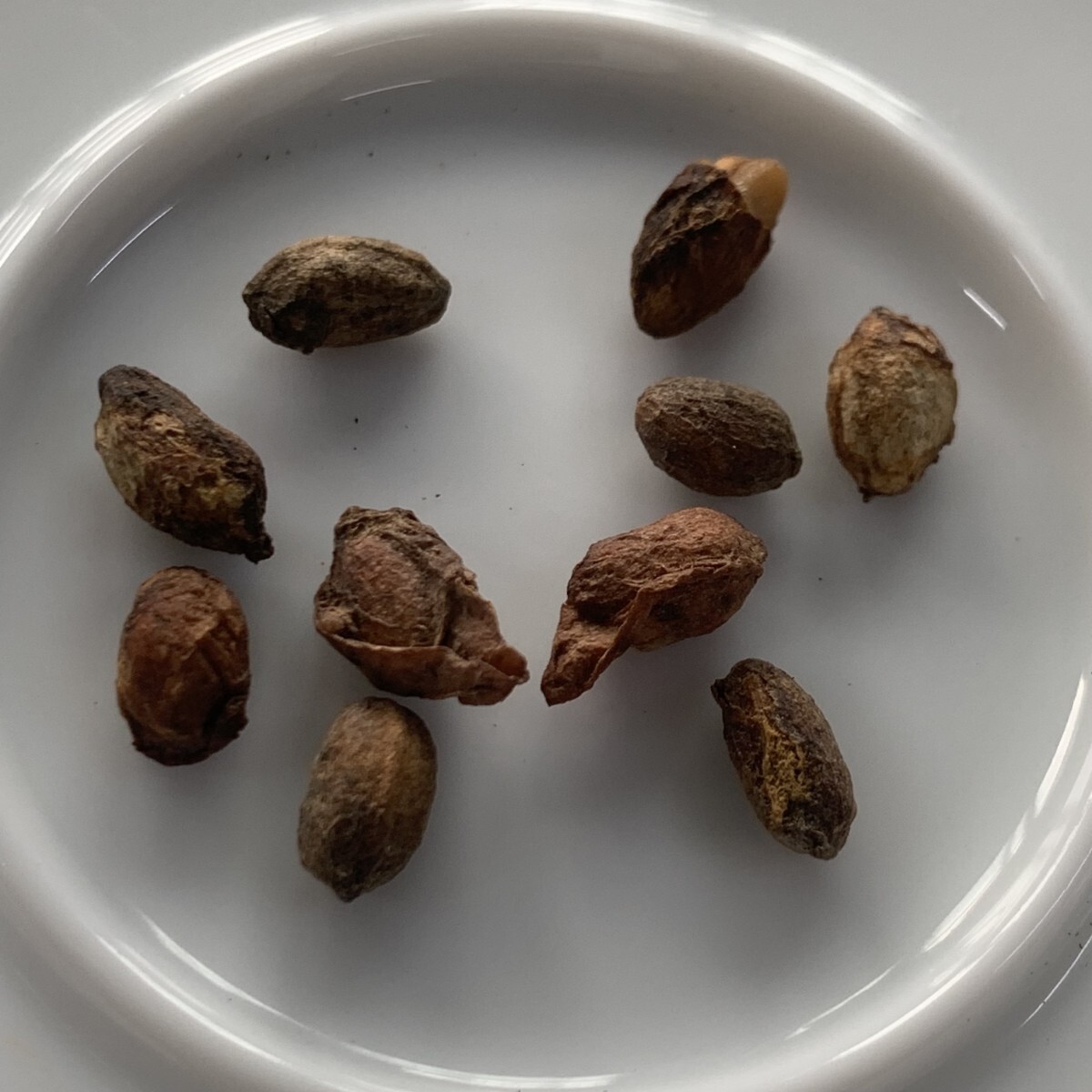 種子10粒★スタート キフォステンマ ウター マクロプス Cyphostemma uter var.macropusマダガスカル産(1560)