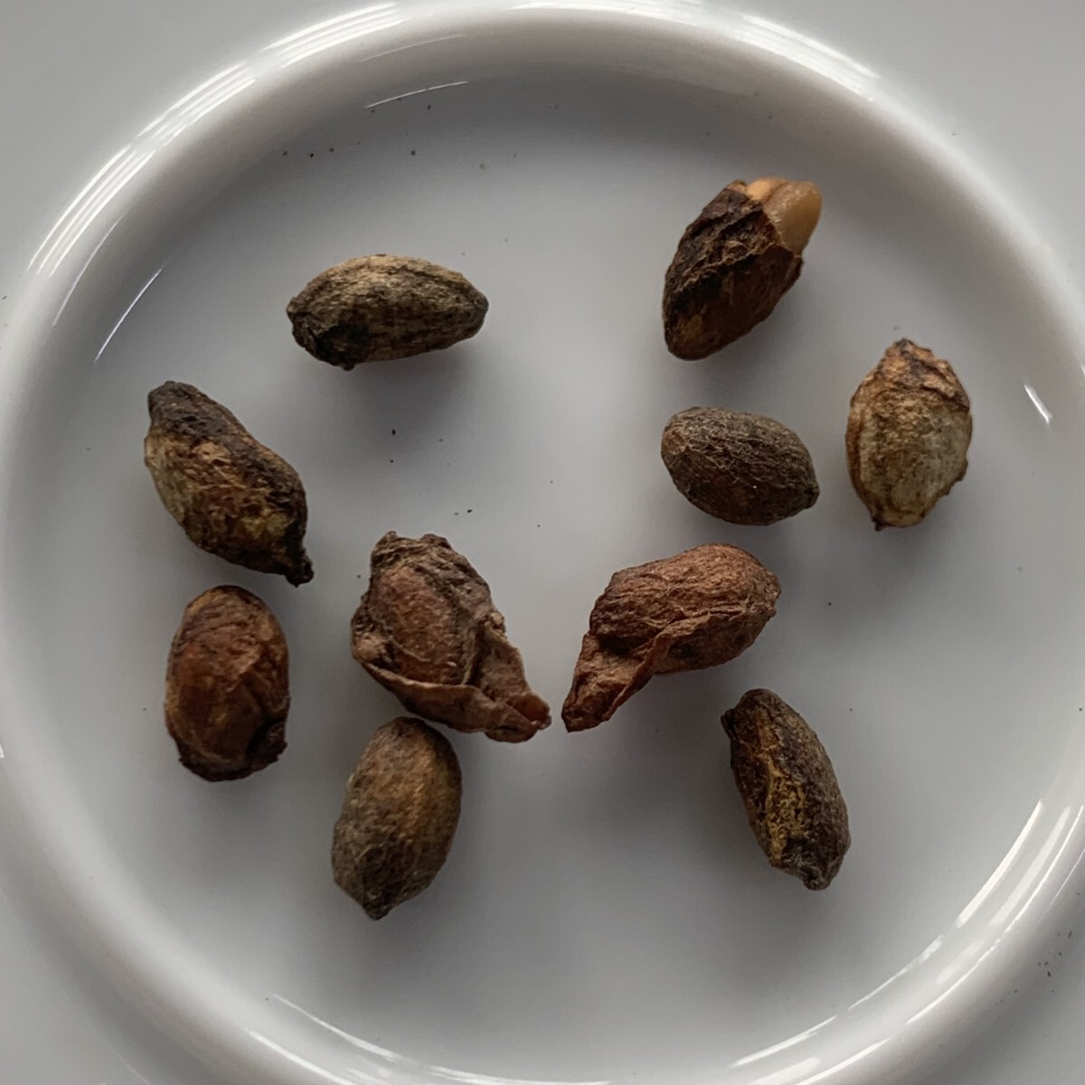 種子10粒★スタート キフォステンマ ウター マクロプス Cyphostemma uter var.macropusマダガスカル産(1560)