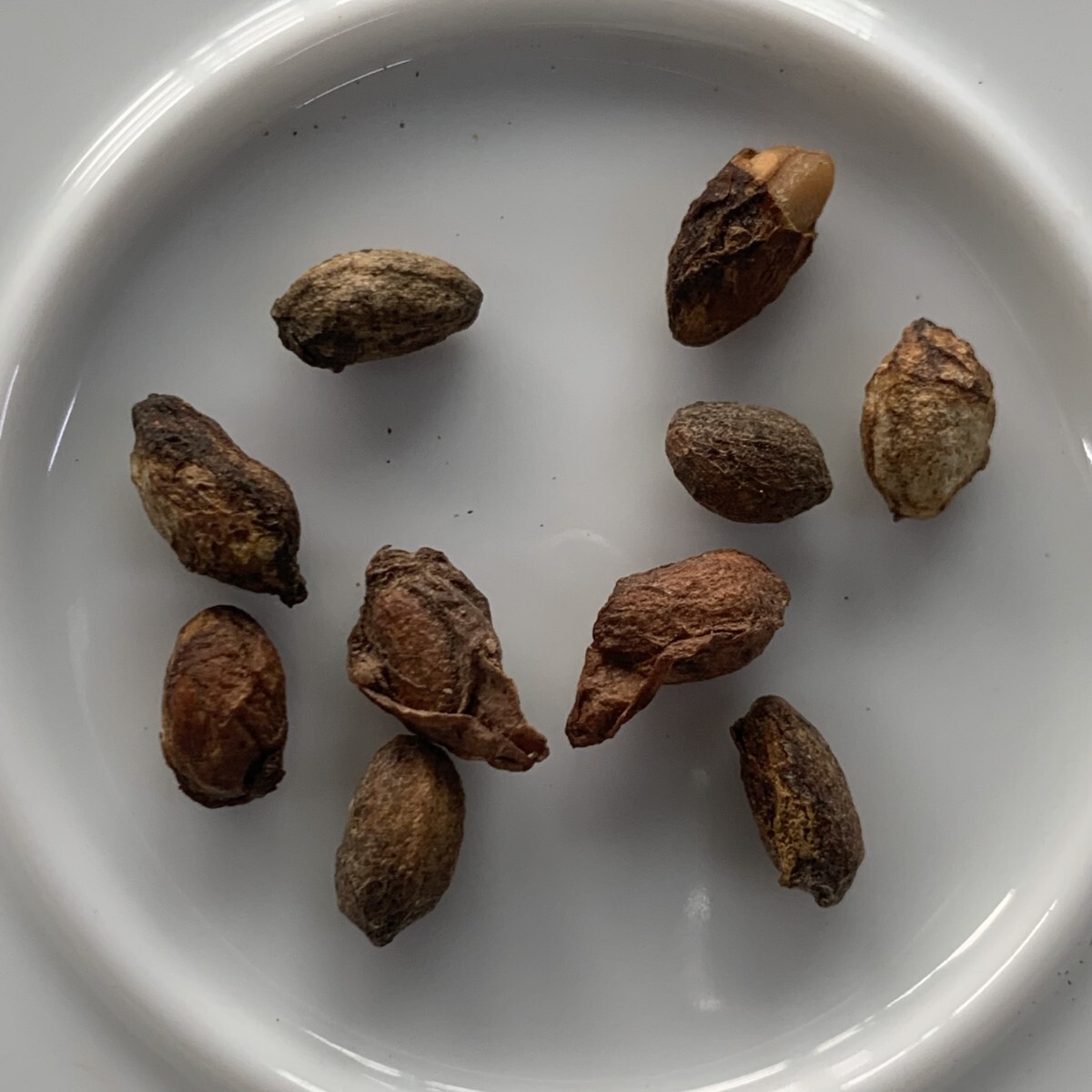 種子10粒★スタート キフォステンマ ウター マクロプス Cyphostemma uter var.macropusマダガスカル産(1560)