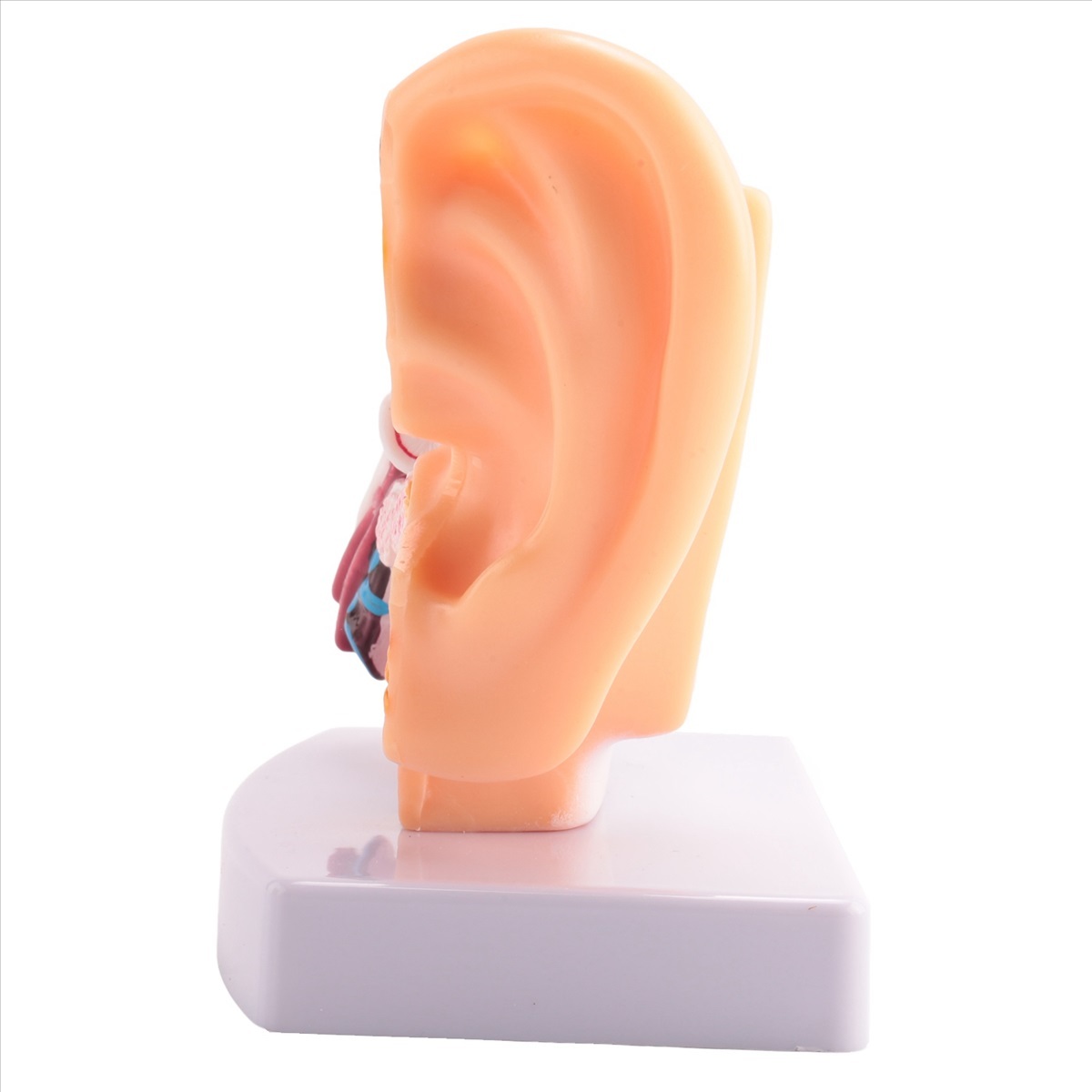 ■ 完成品 醫(yī)學 教材用 人間 耳 內(nèi)耳 外耳 解剖學 モデル ■ 損傷および外部 構(gòu)造 教養(yǎng) 教材 商品 約1.5倍 PVC M088