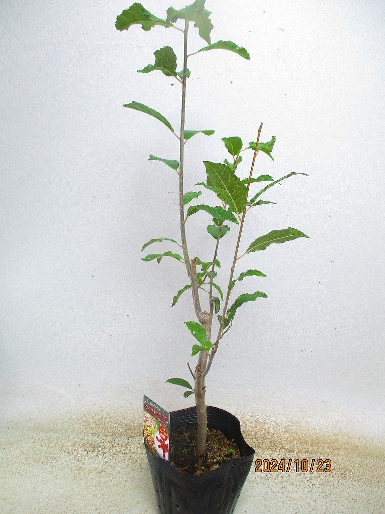 [. manner sapling Ryuutsu ] winter Berry female tree (101771) total height :65.* same packing is [ together transactions ] procedure strict observance *120 size * postage clear writing 