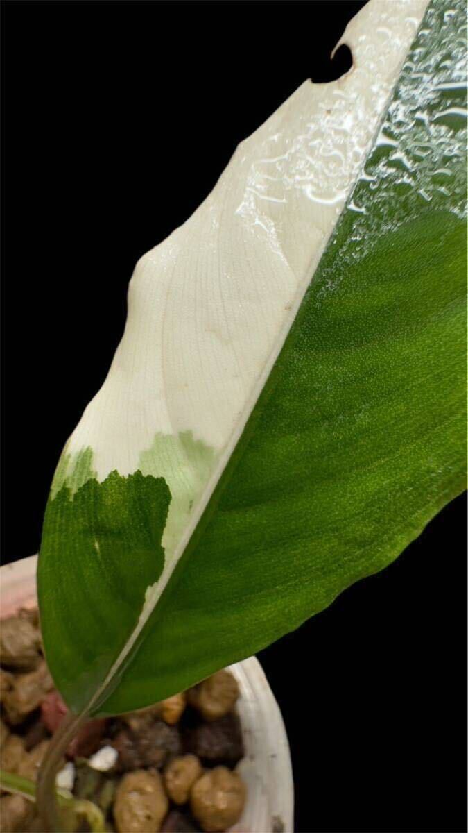 Bucephalandra sp. Pipto Variegata ピプト Yahoo!オークション - Bucephalandra sp. Pipto Variegata