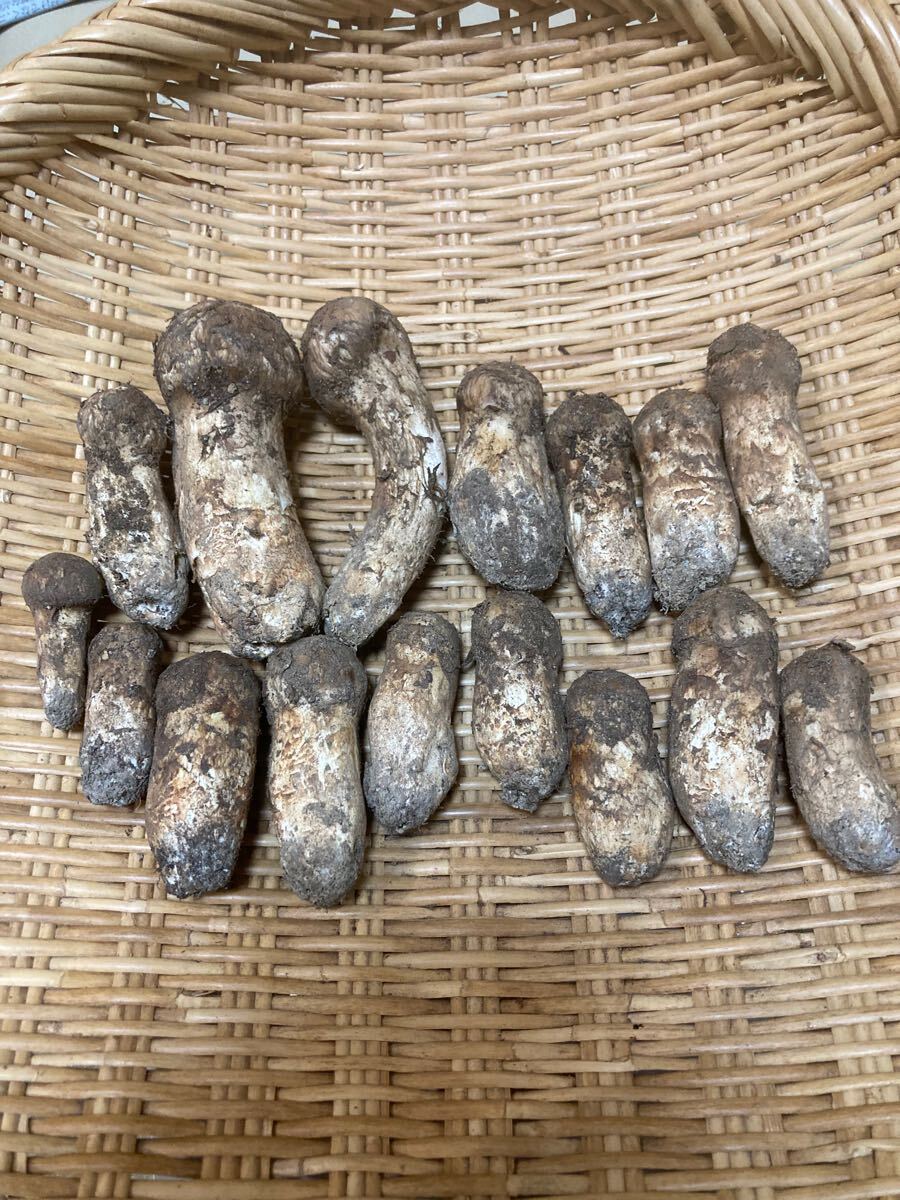 ツボミ　コロ　群馬県　新潟産　松茸 178g 16本　10月5日採り　n23