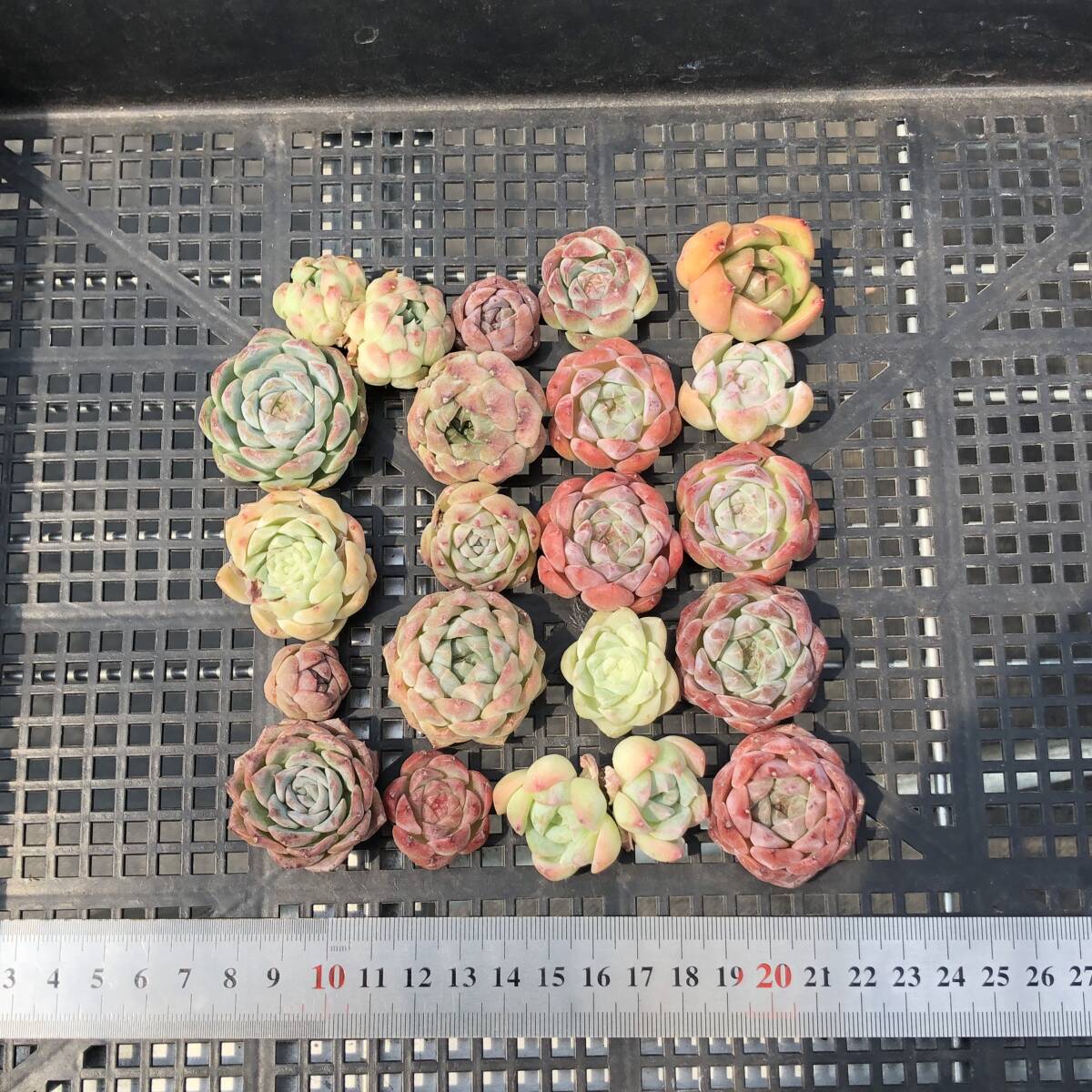 * Top　エケベリア　20個　1007K-O053　多肉植物　カット　ミックス苗　出荷日10/10か11