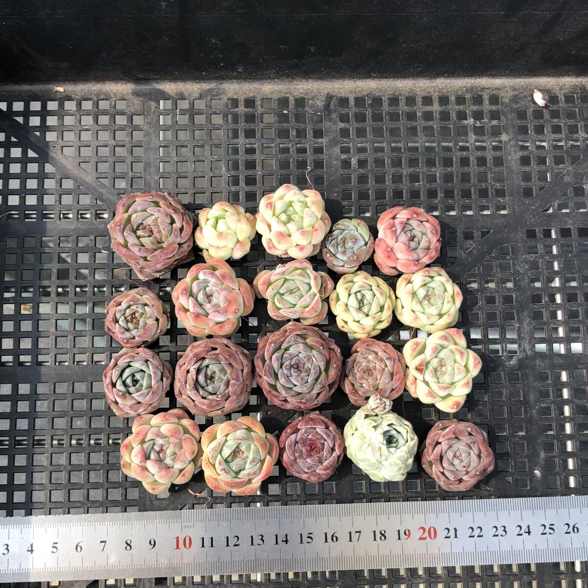* Top　エケベリア　20個　1007K-O104　多肉植物　カット　ミックス苗　出荷日10/10か11