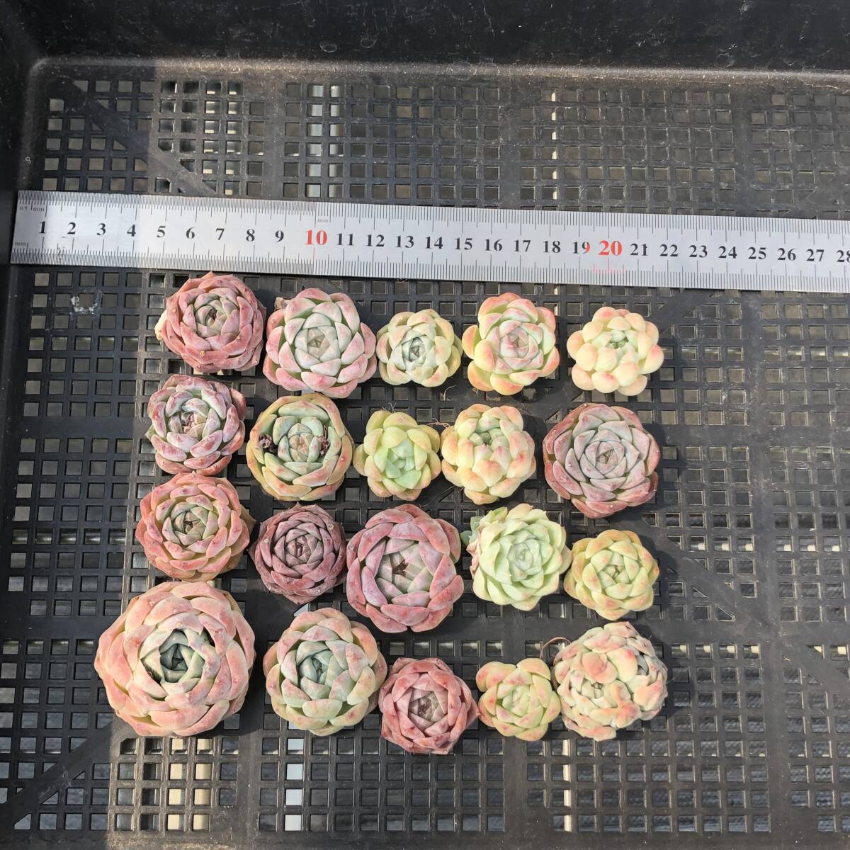 * Top　エケベリア　20個　1007K-O126　多肉植物　カット　ミックス苗　出荷日10/10か11