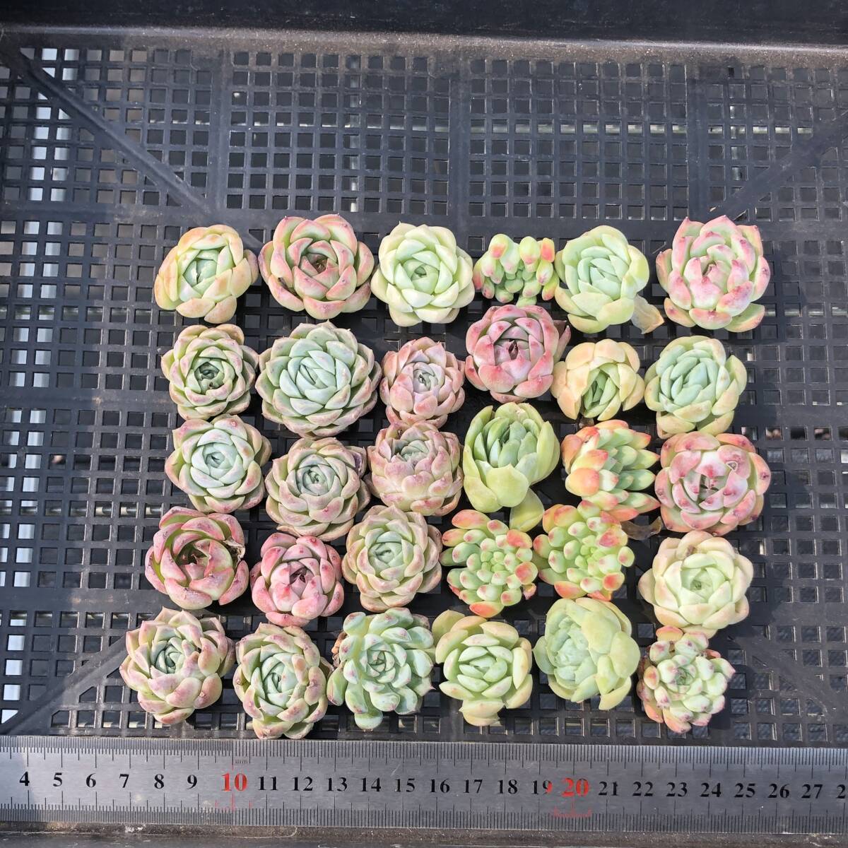 * Top　エケベリア　30個　1007K-O157　多肉植物　カット　ミックス苗　出荷日10/10か11