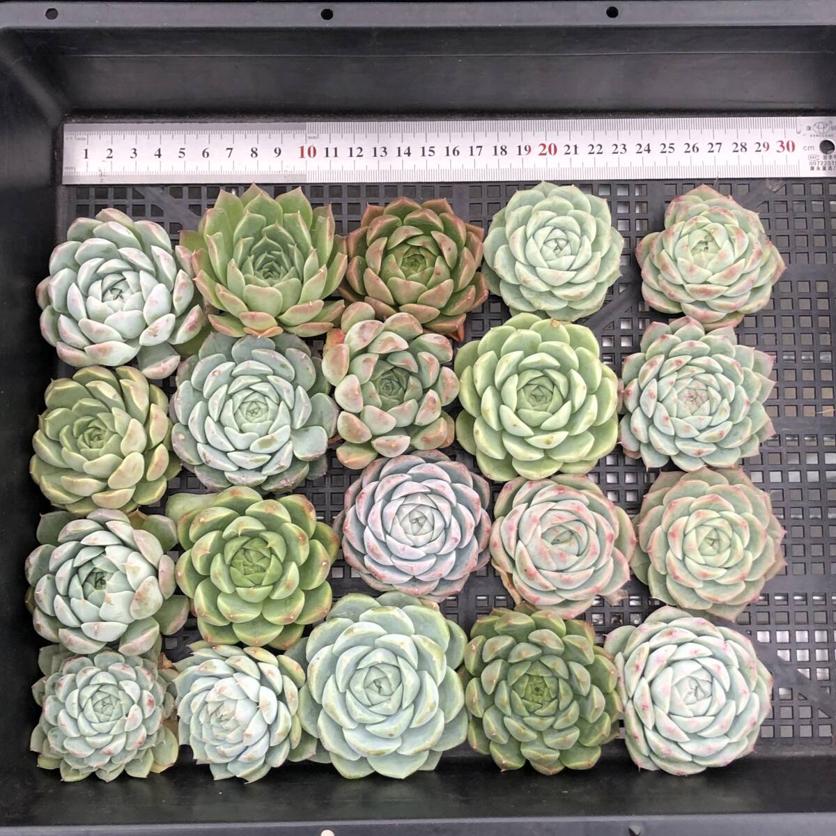 * Top　エケベリア　20個　1014K-O003　多肉植物　カット　ミックス苗　出荷日10/18か19