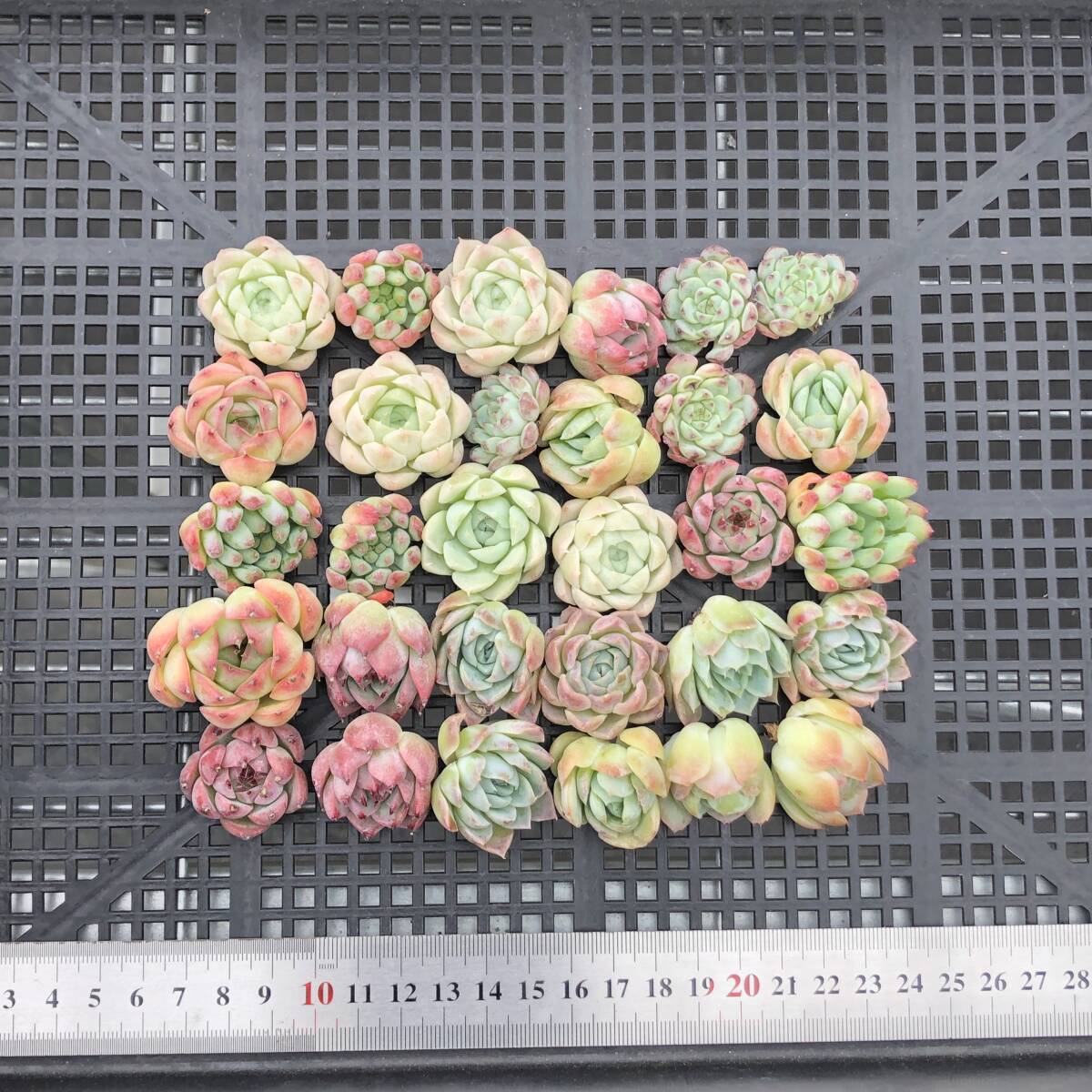 * Top　エケベリア　30個　1014K-O166　多肉植物　カット　ミックス苗　出荷日10/18か19