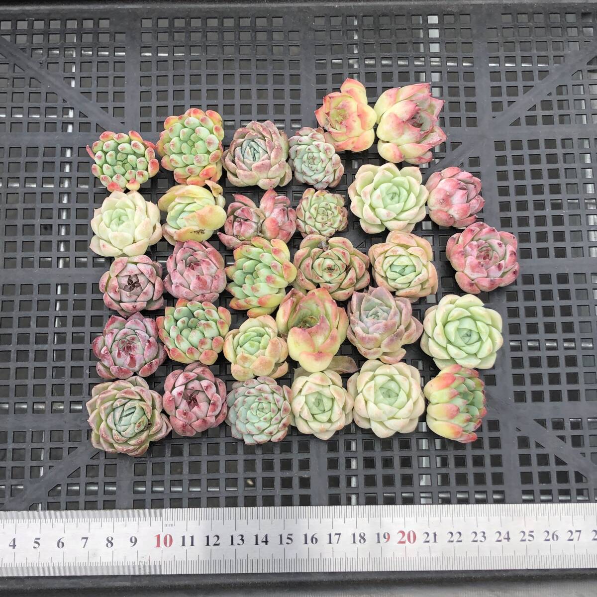 * Top　エケベリア　30個　1014K-O170　多肉植物　カット　ミックス苗　出荷日10/18か19