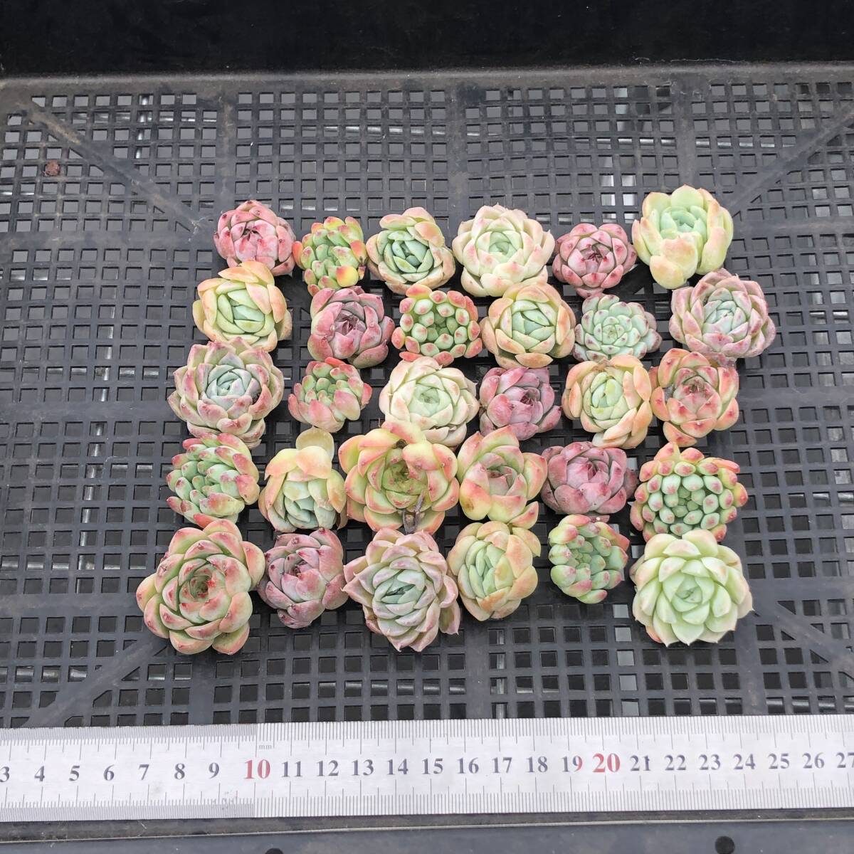 * Top　エケベリア　30個　1014K-O169　多肉植物　カット　ミックス苗　出荷日10/18か19