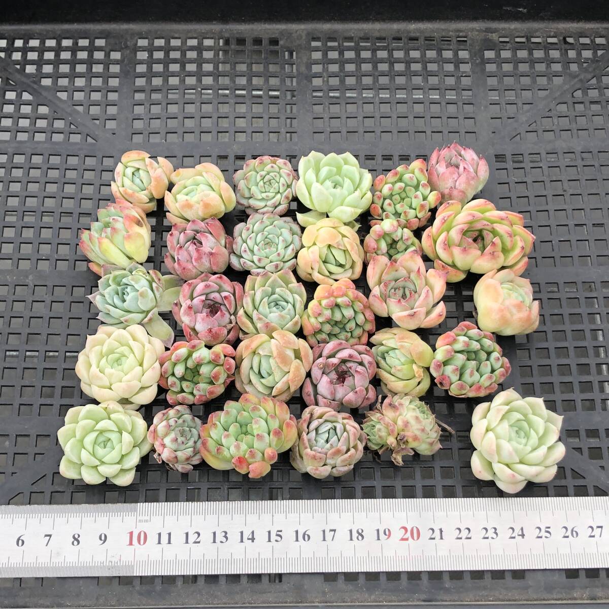 * Top　エケベリア　30個　1014K-O174　多肉植物　カット　ミックス苗　出荷日10/18か19